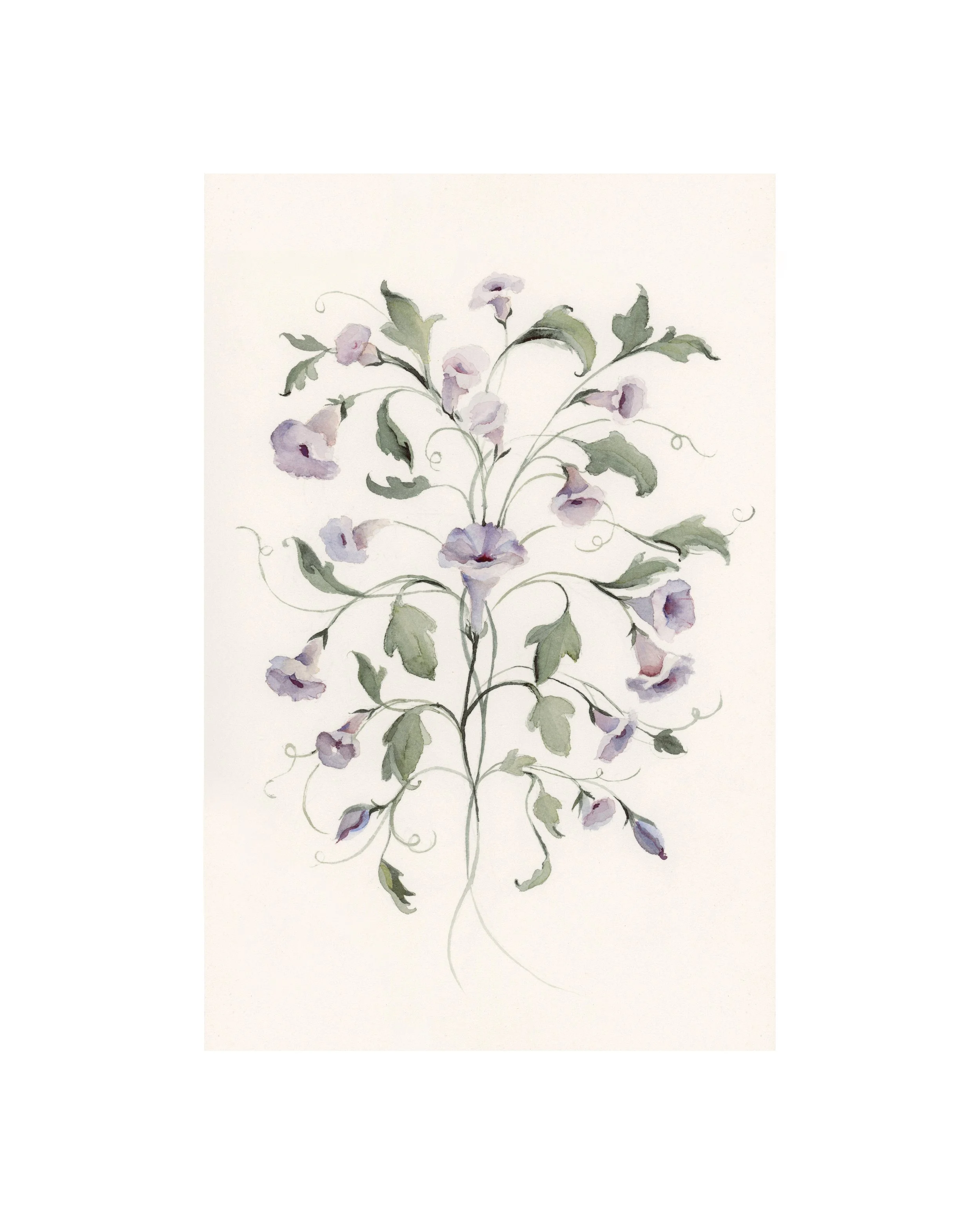 Morning Glory | September | Birth Month Flower