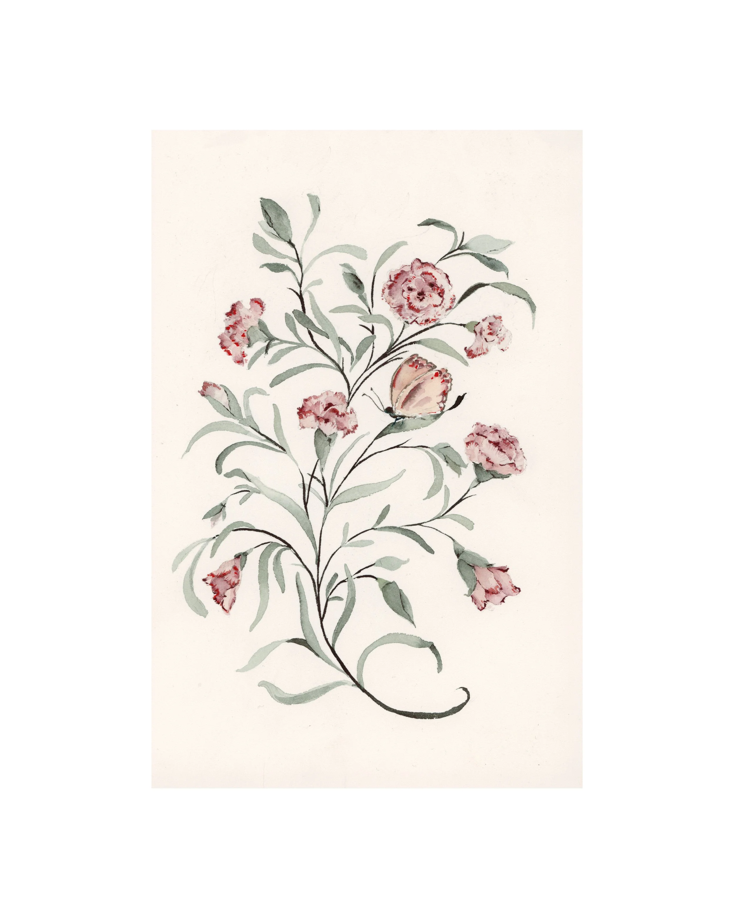 Carnation | January | Birth Month Flower