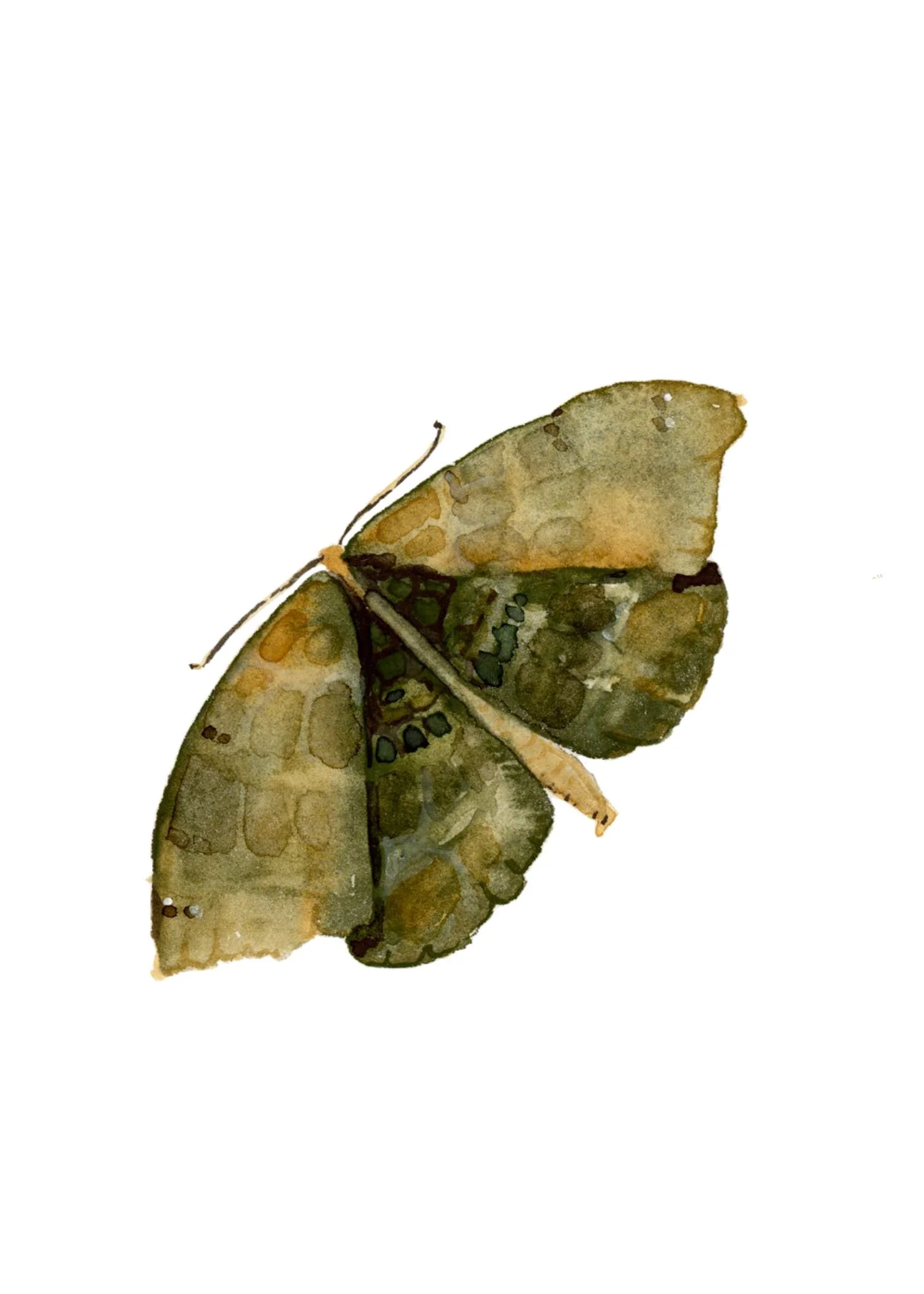 Illustration of a butterfly with brown, green, and beige wings against a white background.