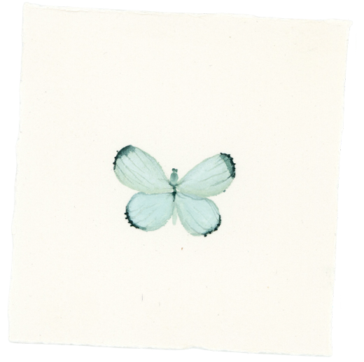 A pale blue butterfly with black edges on its wings, centered on a plain white background.