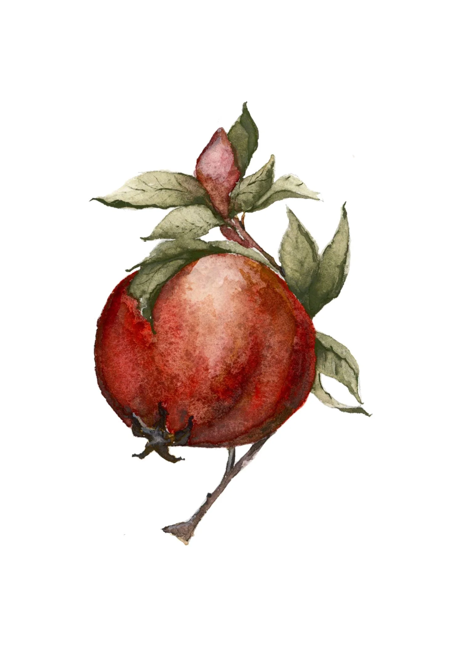 Watercolor painting of a pomegranate with green leaves and a branch.