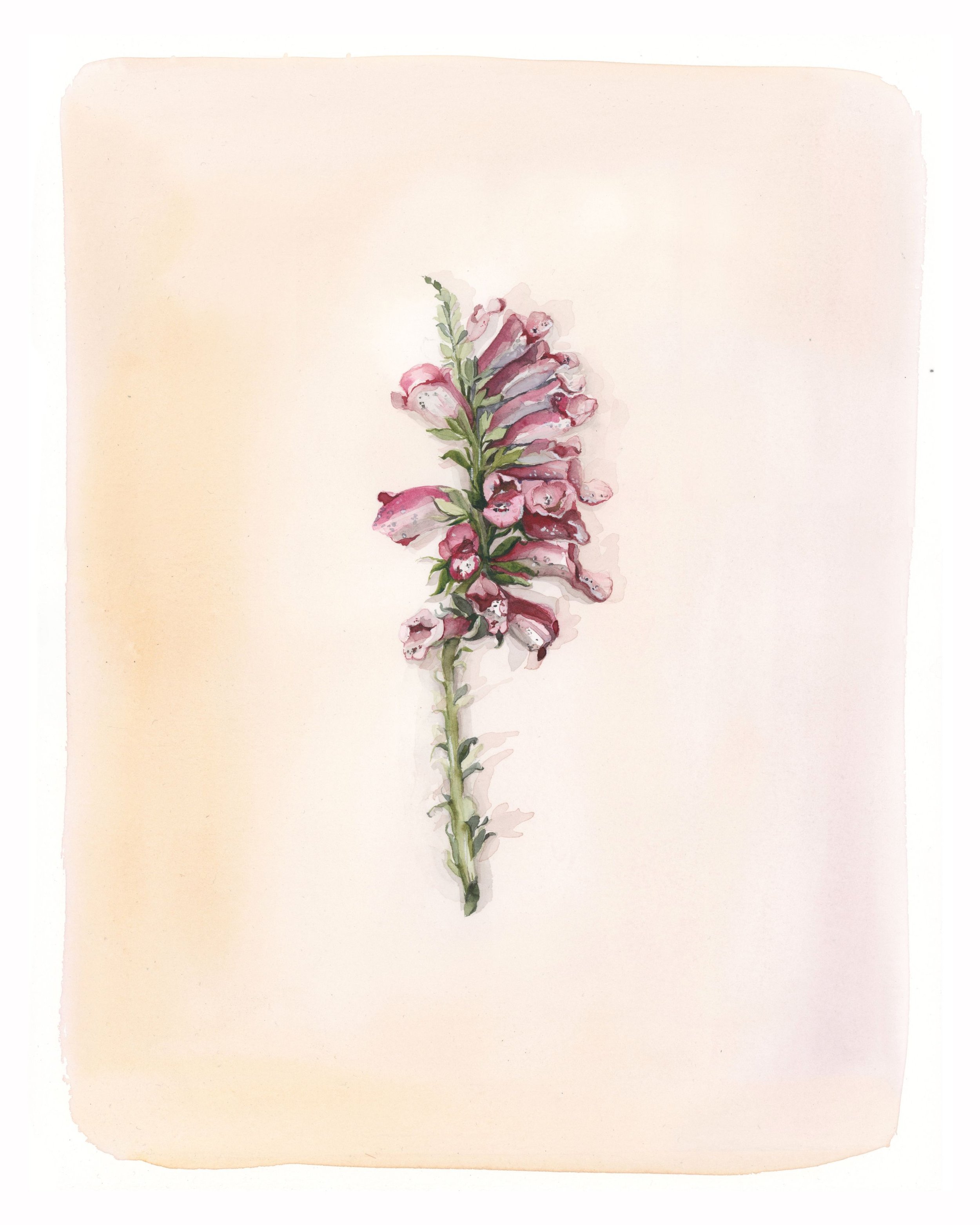 Foxglove | Shadow Series