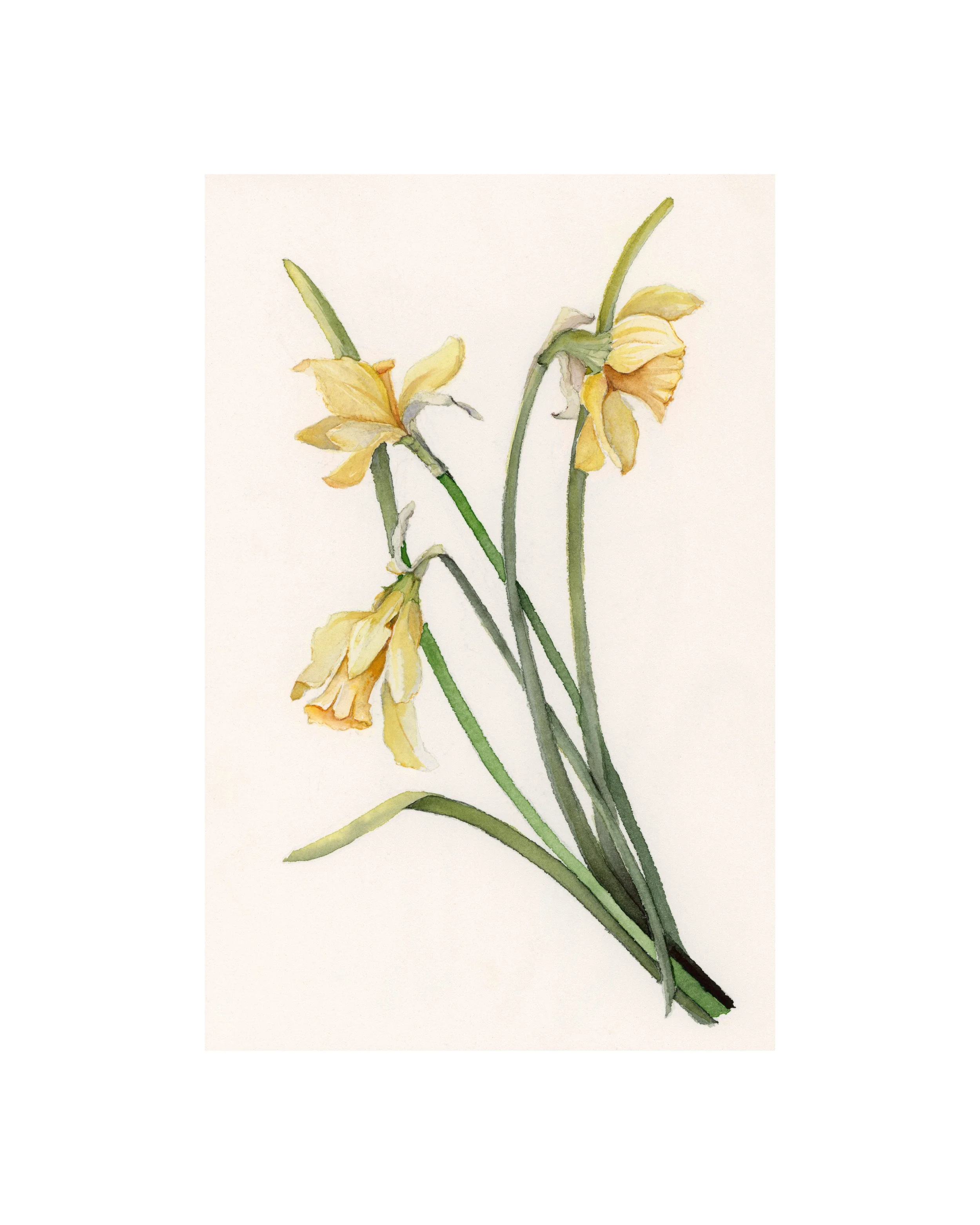 Daffodil | March | Birth Month Flower