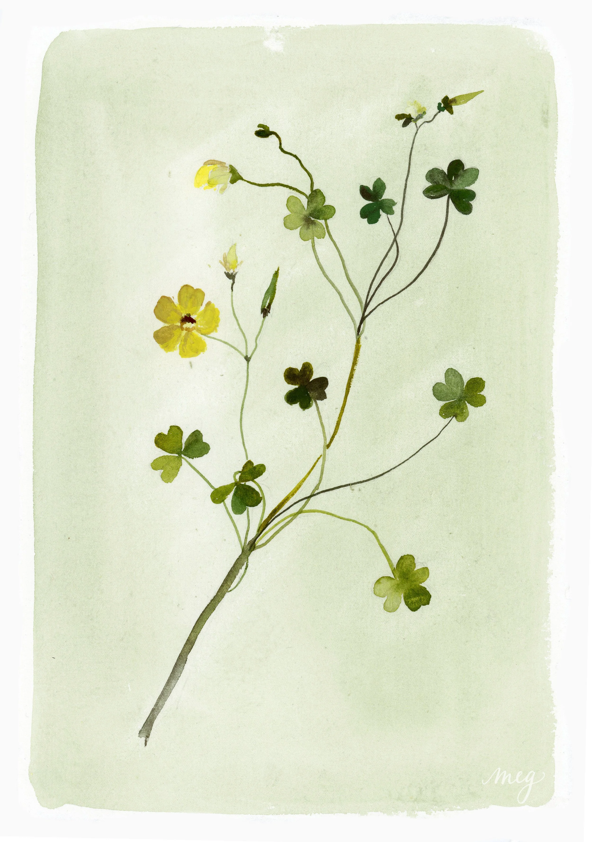 A watercolor illustration of a small plant with green leaves and yellow flowers on a light background.