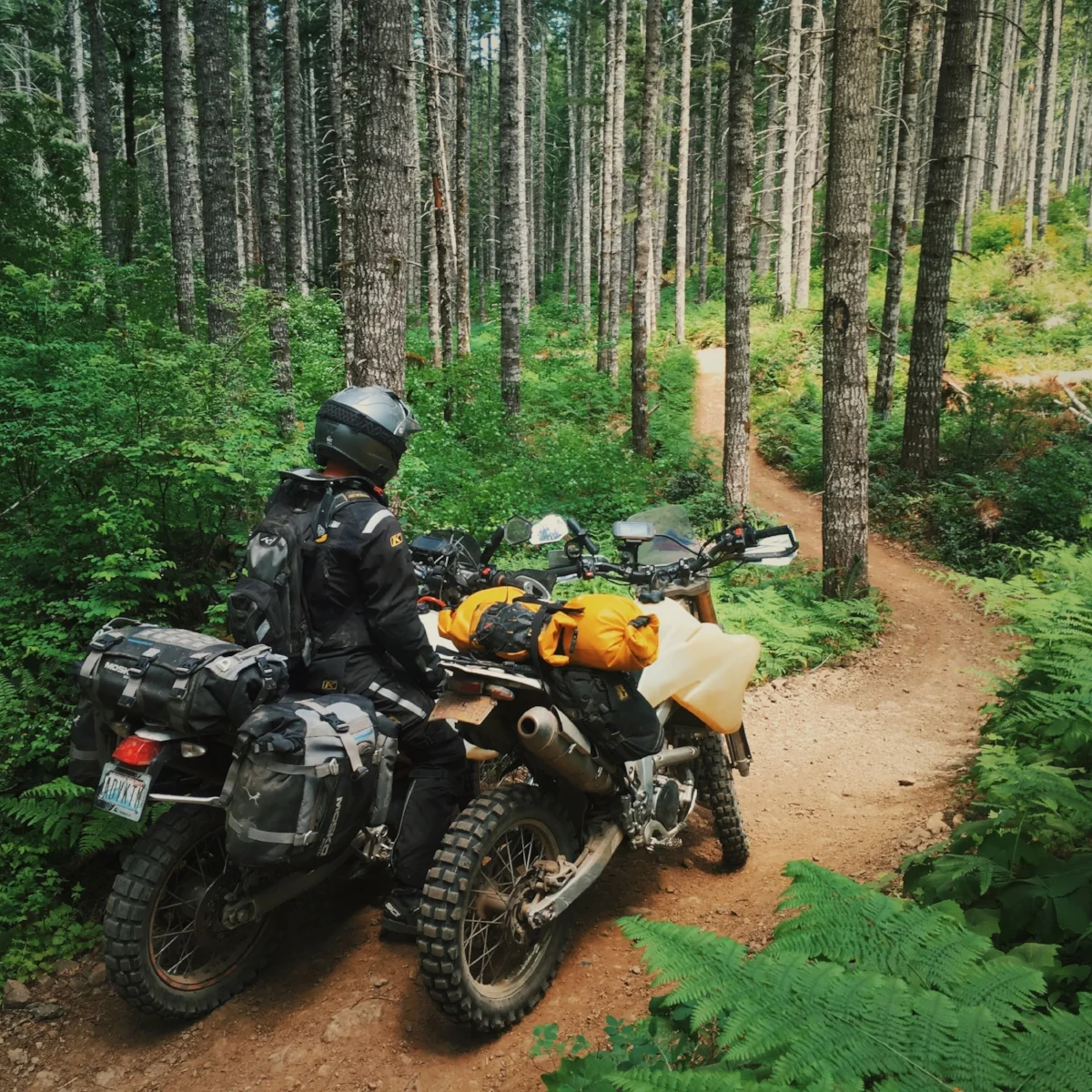 Roger's Camp Road, Tillamook Forest, Oregon. Showing Spencer all my favorite places. 🌲🚲🚲🌲