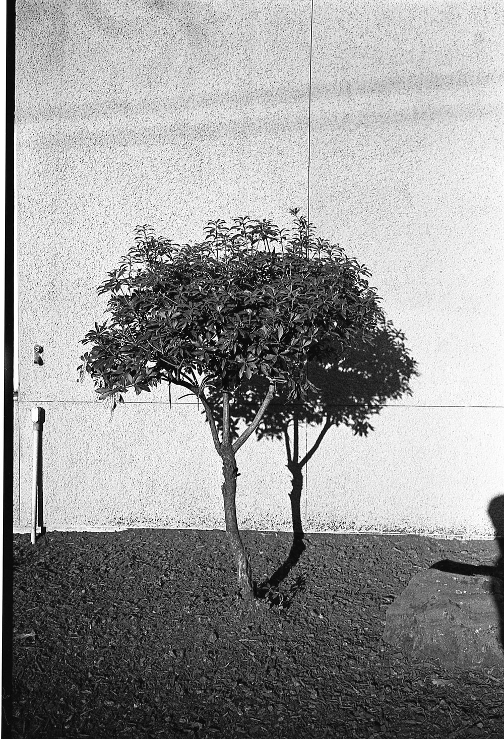 First_Roll_Tmax400005.jpeg