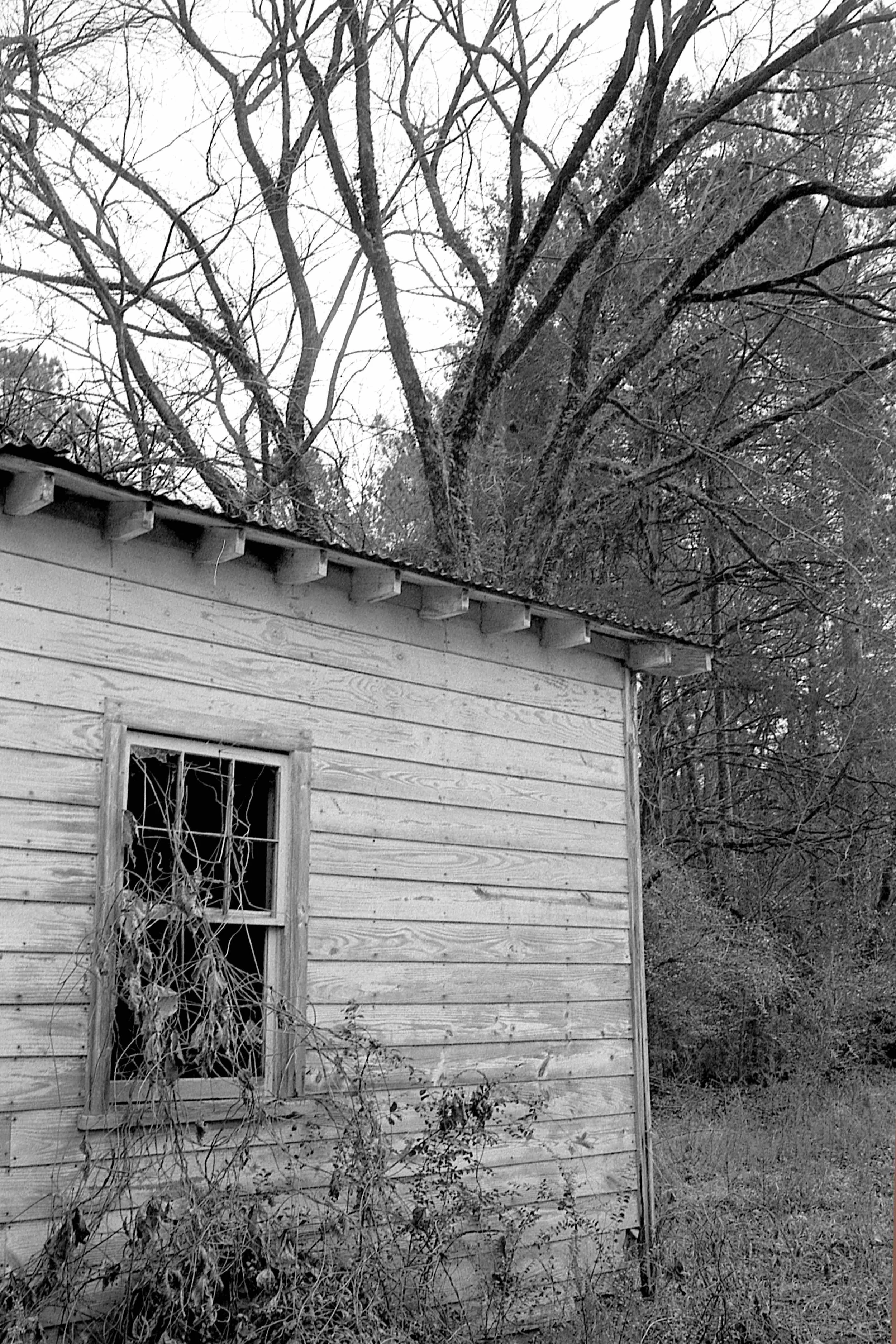EPSON scanner image