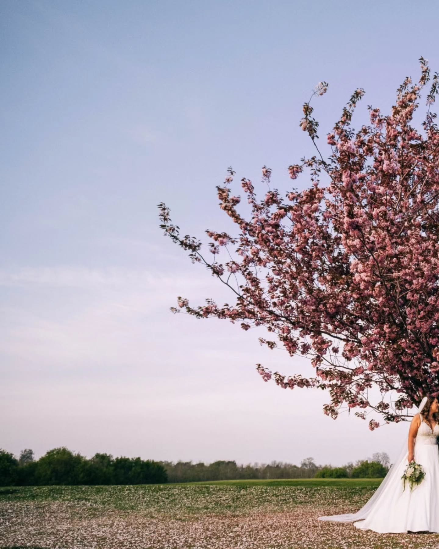 Cracking on with Stacey and Tom's wedding at @sbn_wedding_venue 
Why can't blossom trees last all year....