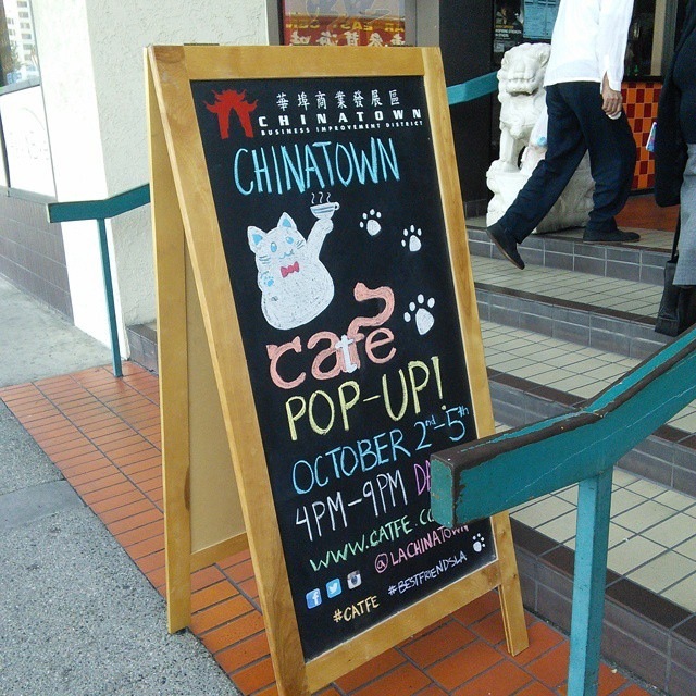 Just say nyan: the Cat Cafe concept comes to LA