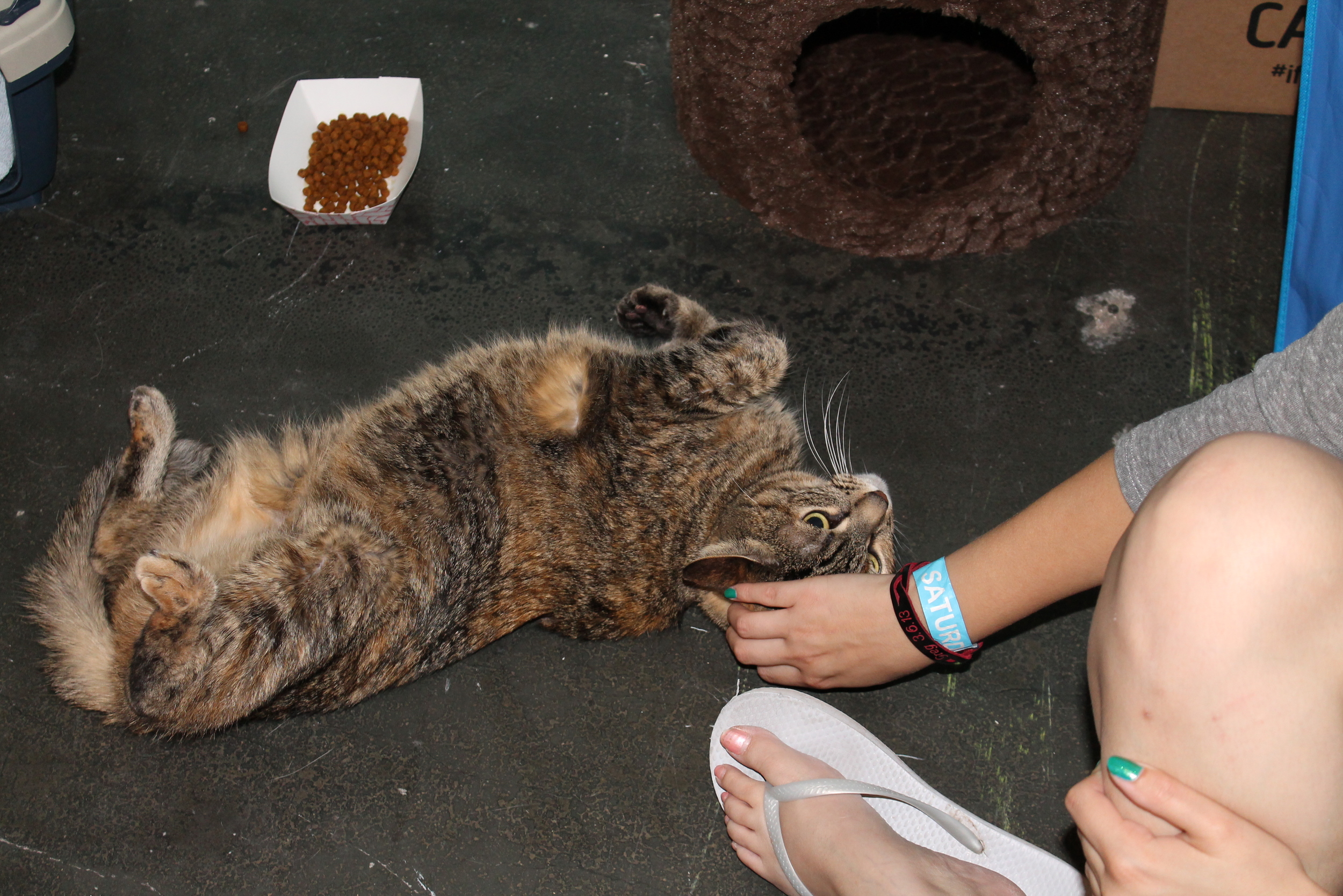 Could this be a kitty love connection?