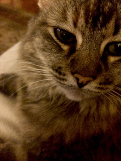 Miss Kitty Pretty Girl. Photo courtesy Susan Michals.