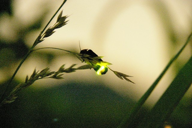 Japanese firefly. (hotaru)