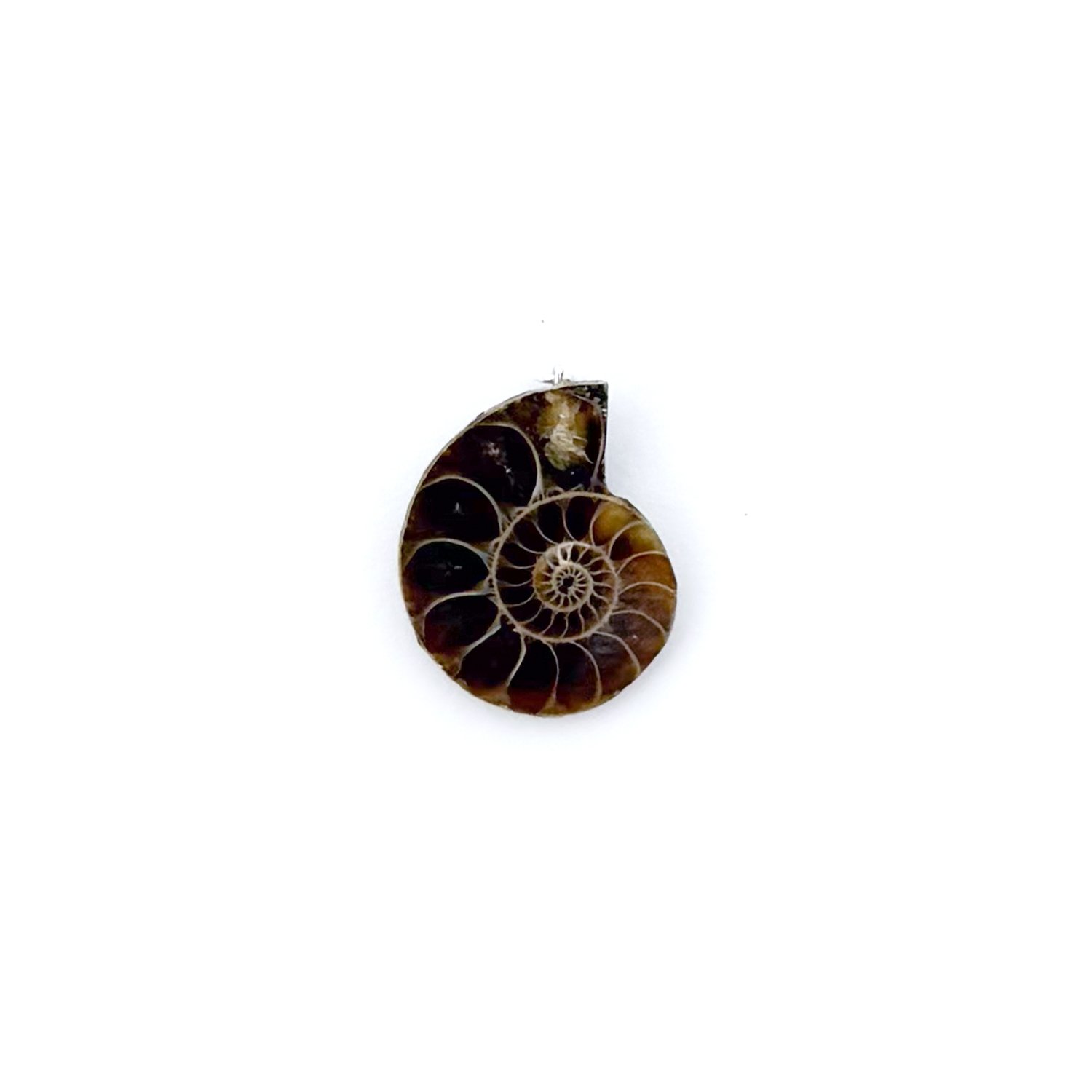 AmmoniteCharm7.1.jpg