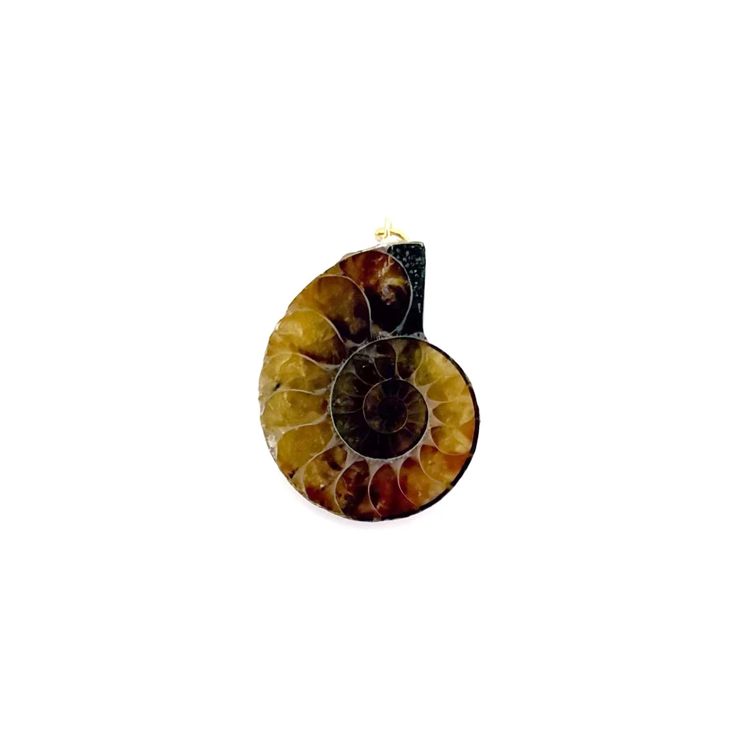 Ammonite1.1.jpg