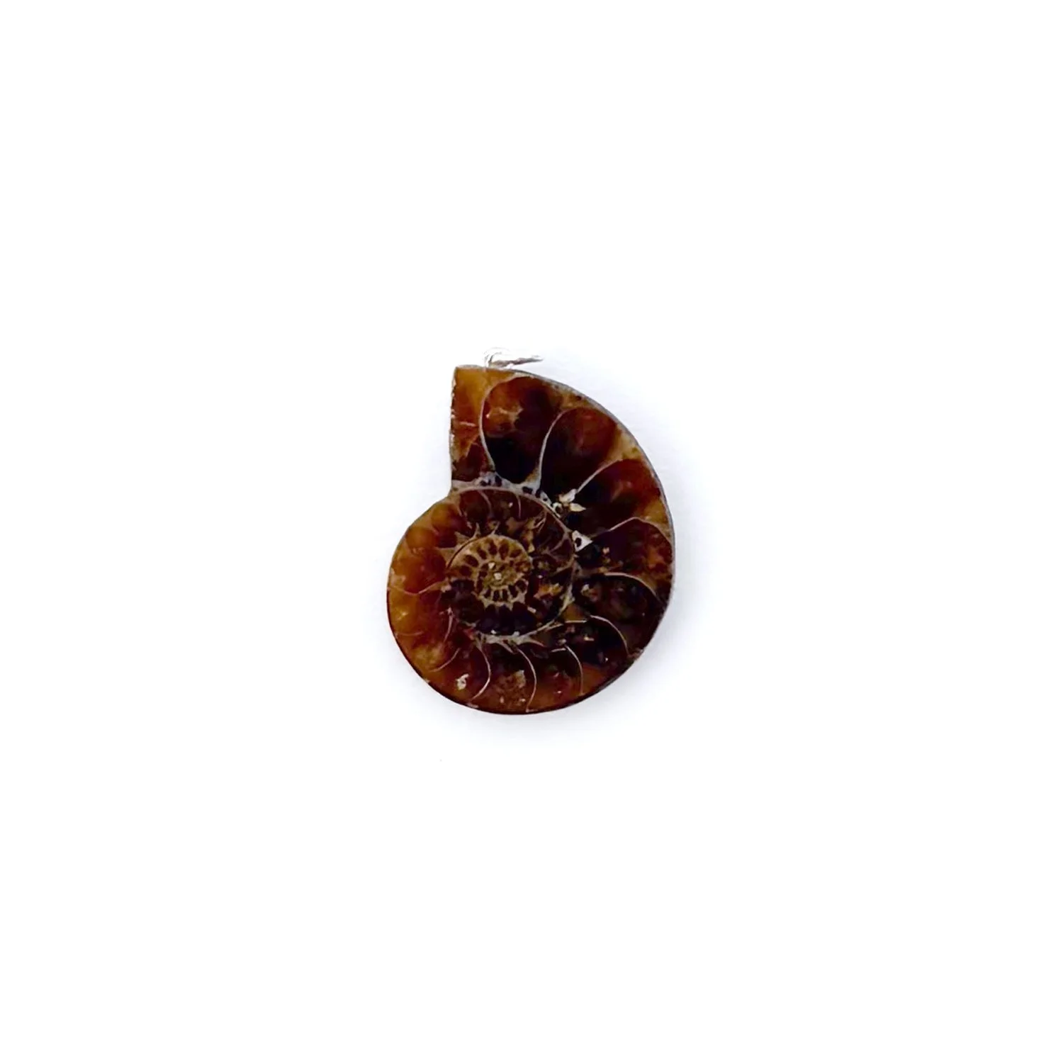 AmmoniteCharm6.1.jpg