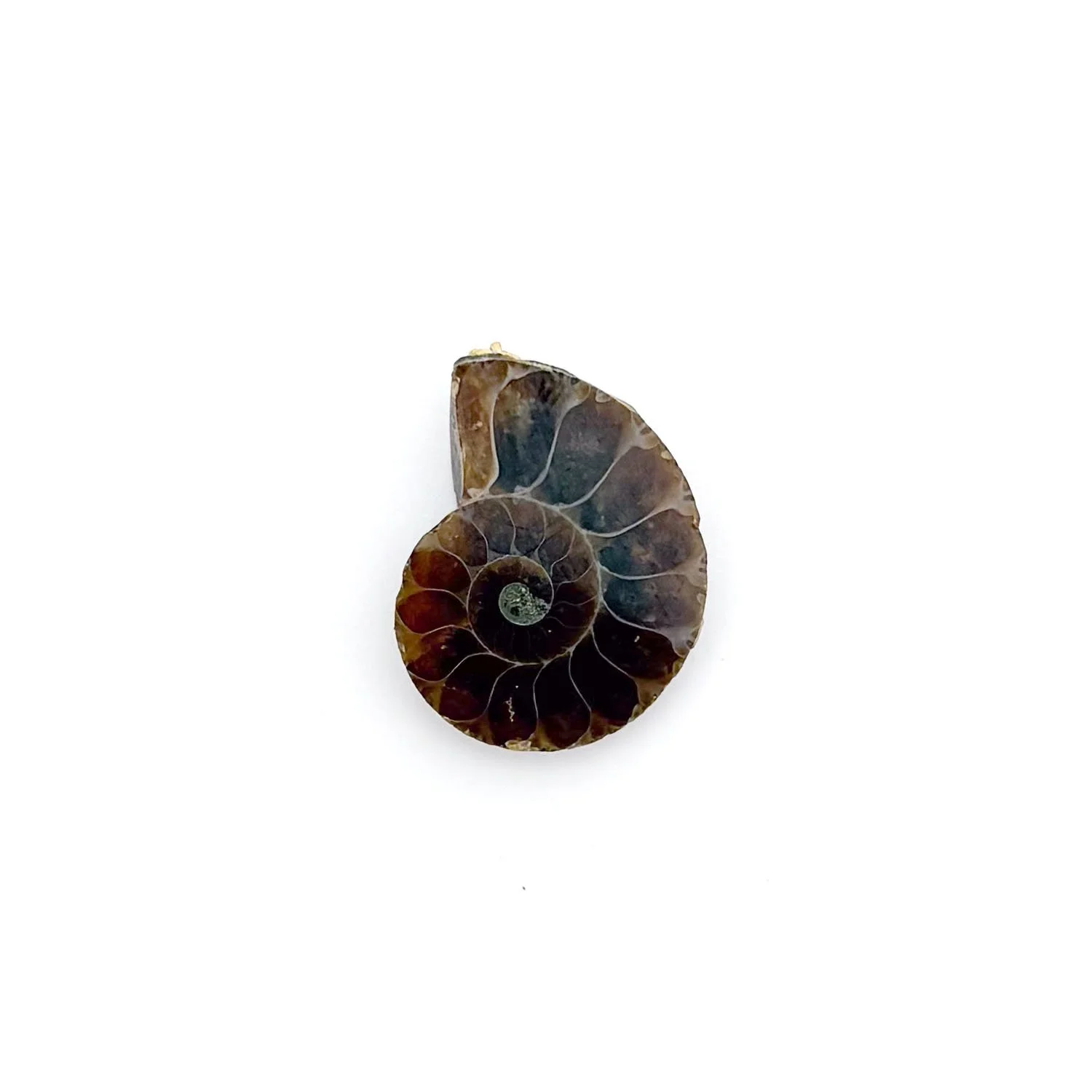 Ammonite2.1.jpg