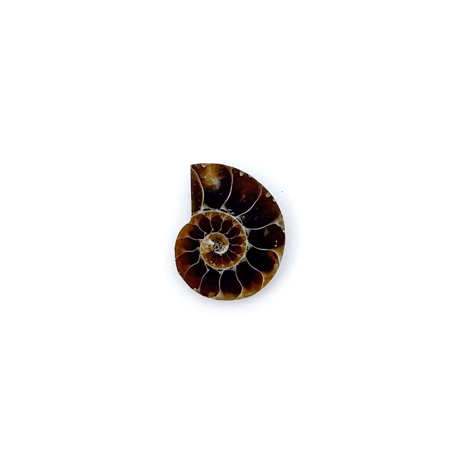 AmmoniteCharm5.1.jpg