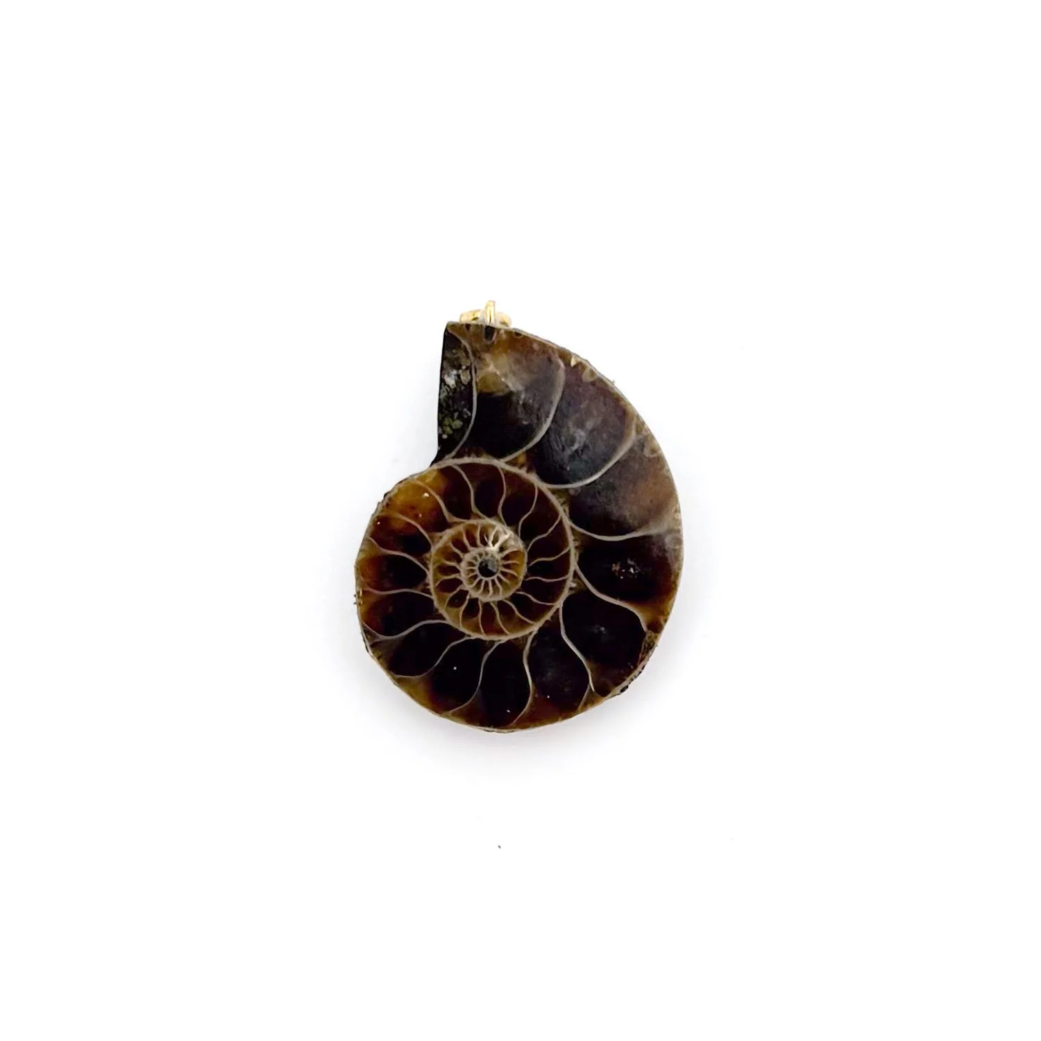 Ammonite3.1.jpg