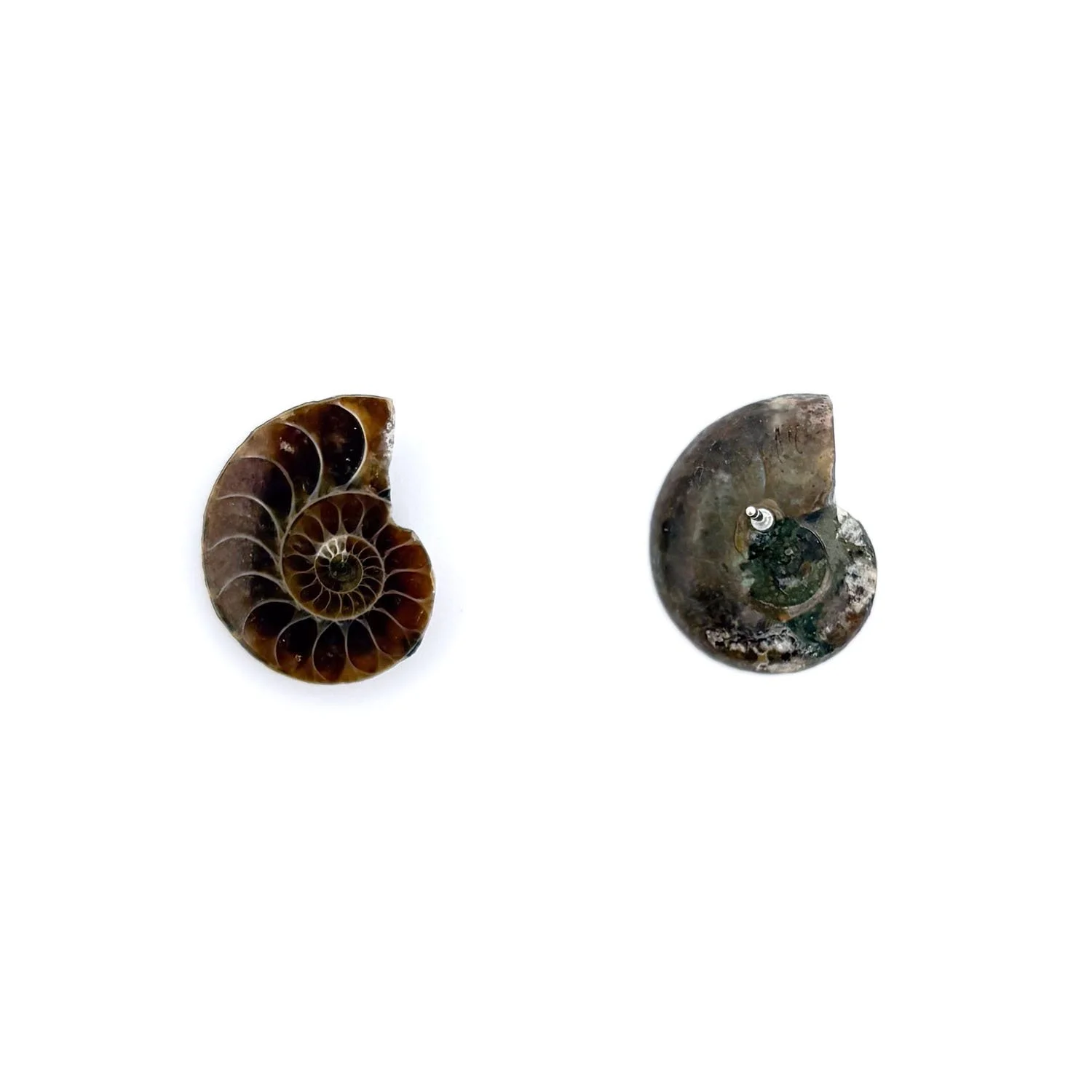 AmmoniteStuds1.2.jpg