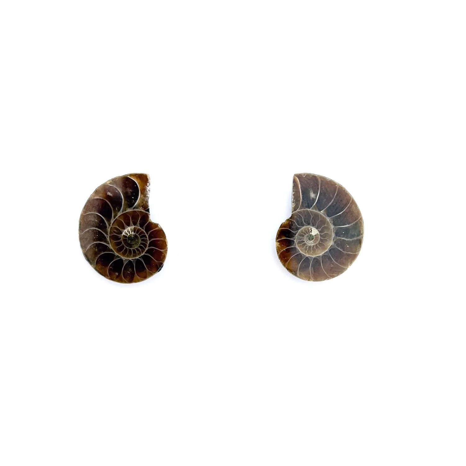 AmmoniteStuds1.1.jpg