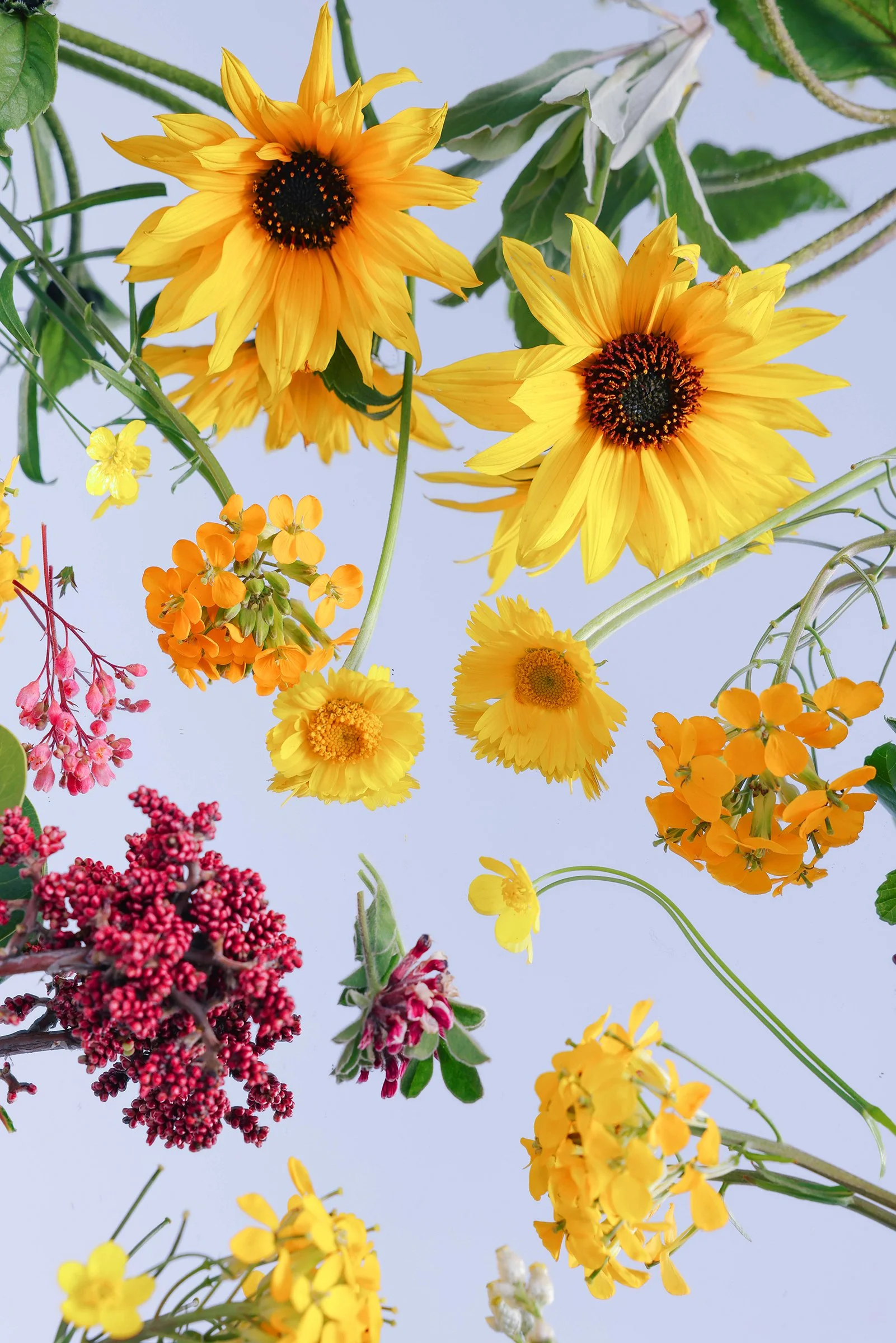 1420456-wk-native-plant-bouquets_dpm_149.jpg