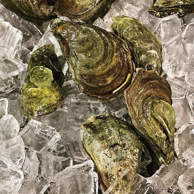 Brookline can shuck it!
1/2 doz Oysters and 4 Champagnes (of beers) for Industry folk on Mondays. #industry @eaterboston @boston #restaurant #wellfleetoysters #duxbury @millerhighlife #beer