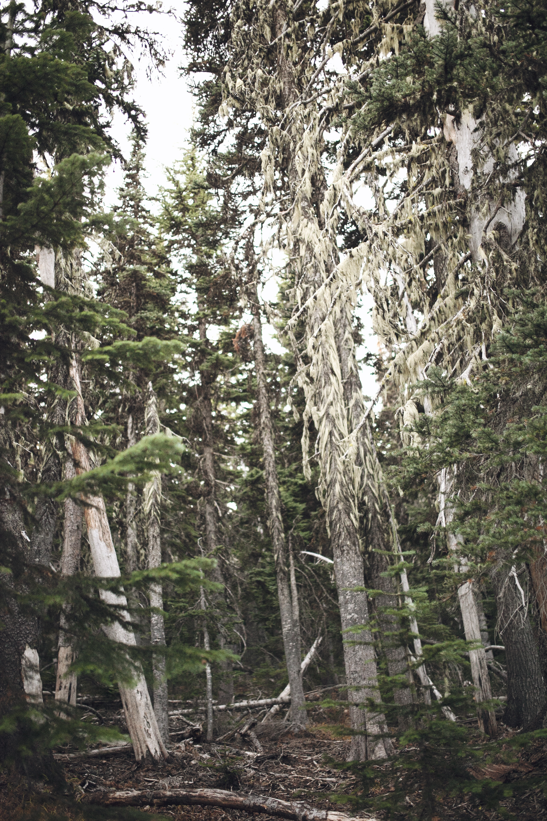 Outlive Creative | San Francisco + Portland Fine Art Wedding Photographer & Wedding Videographer