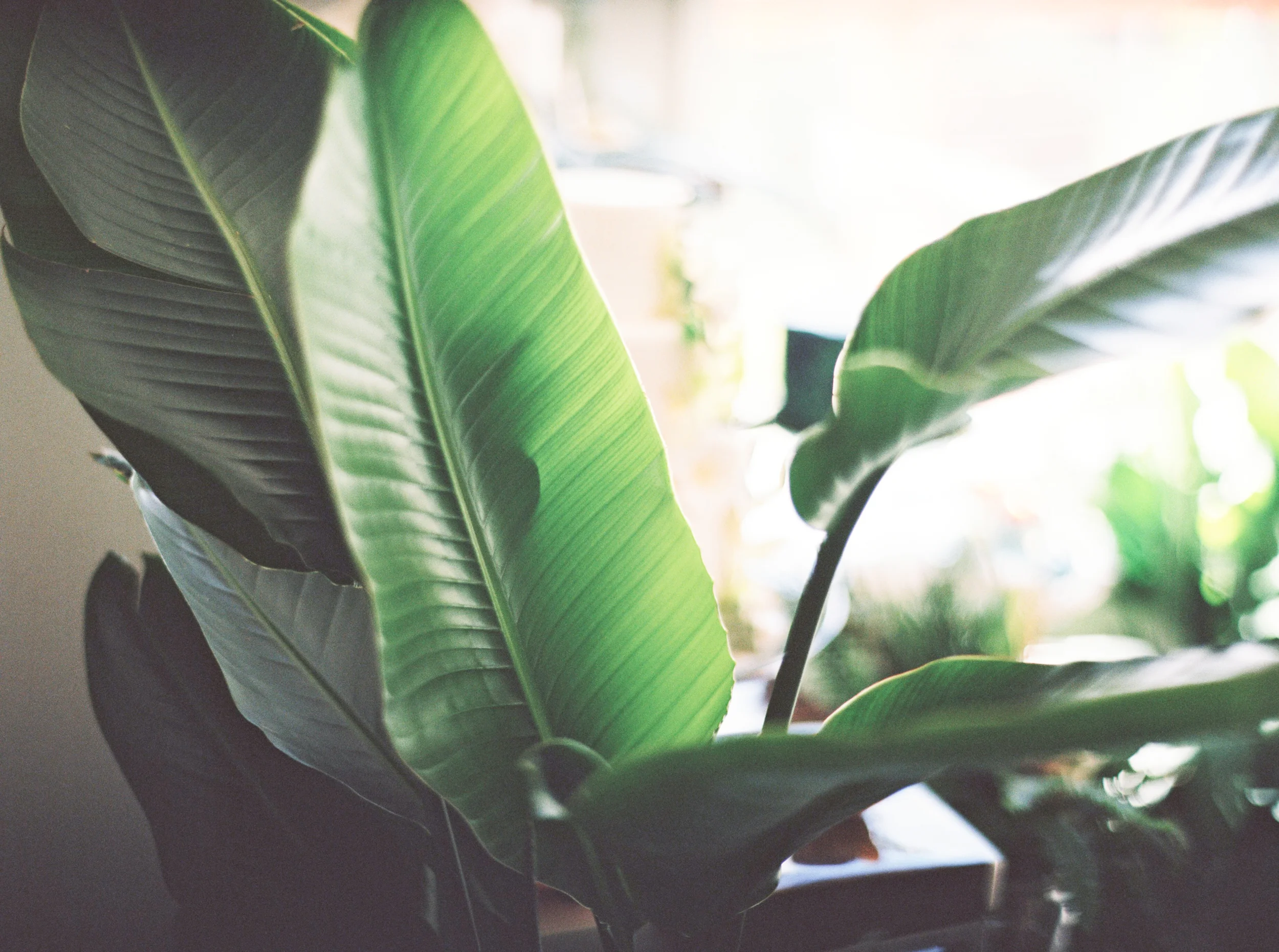 002Outlive+Creative+Tropical+Northwest+Columbia+Gorge+Elopement+Film+Photographer.jpg