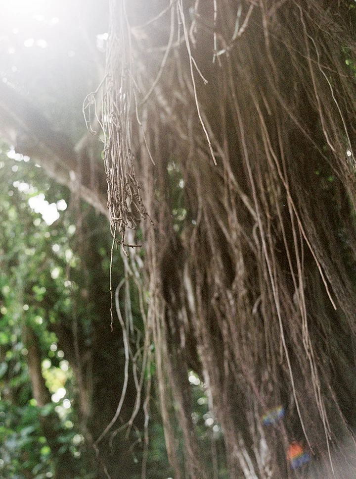035Outlive+Creative+Tropical+Northwest+Columbia+Gorge+Elopement+Film+Photographer.jpg