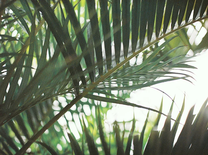 038Outlive+Creative+Tropical+Northwest+Columbia+Gorge+Elopement+Film+Photographer.jpg