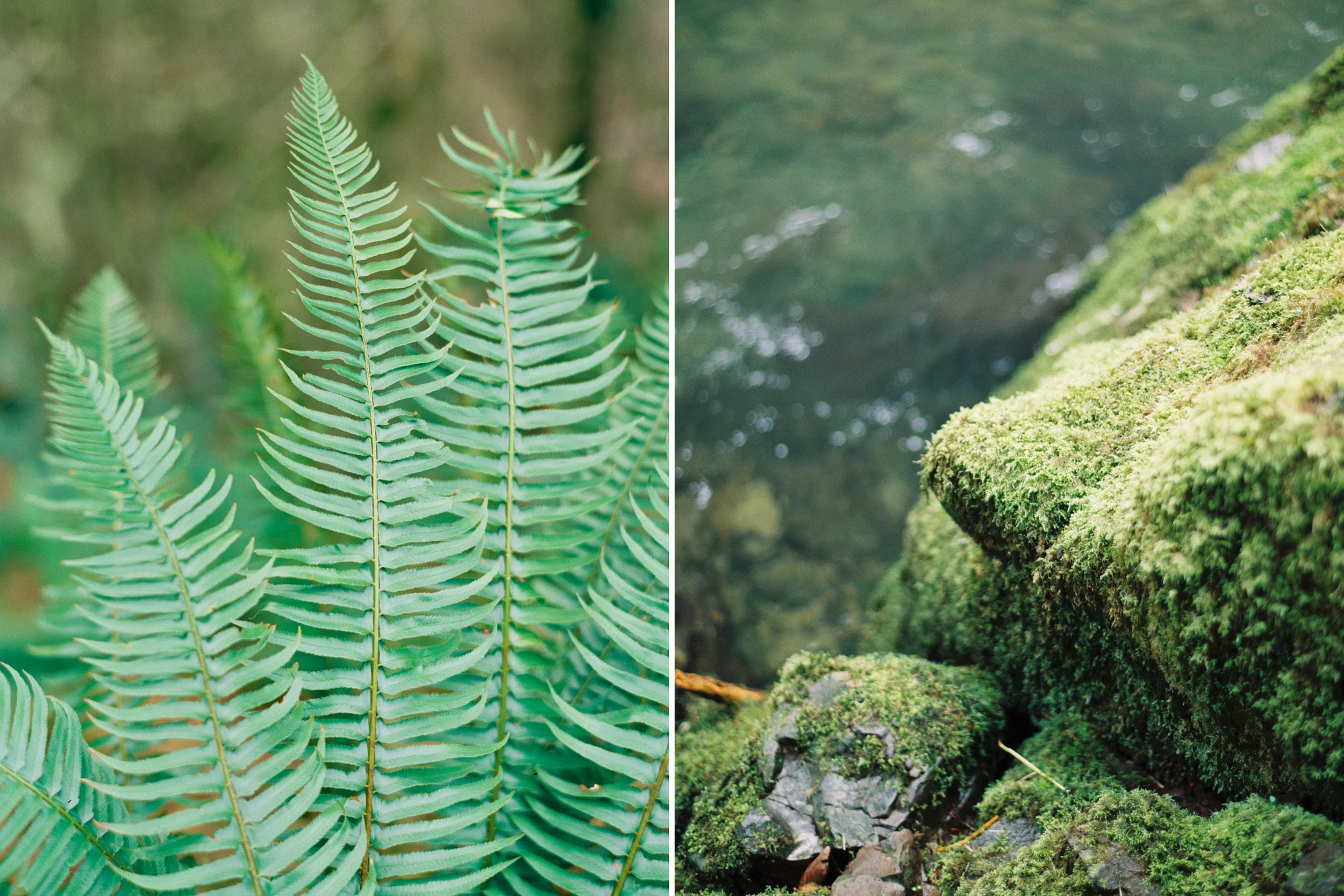 010+SPLIT IMAGE_outlive+creative+contax645+film+hidey+deems+abiqua+falls.jpg