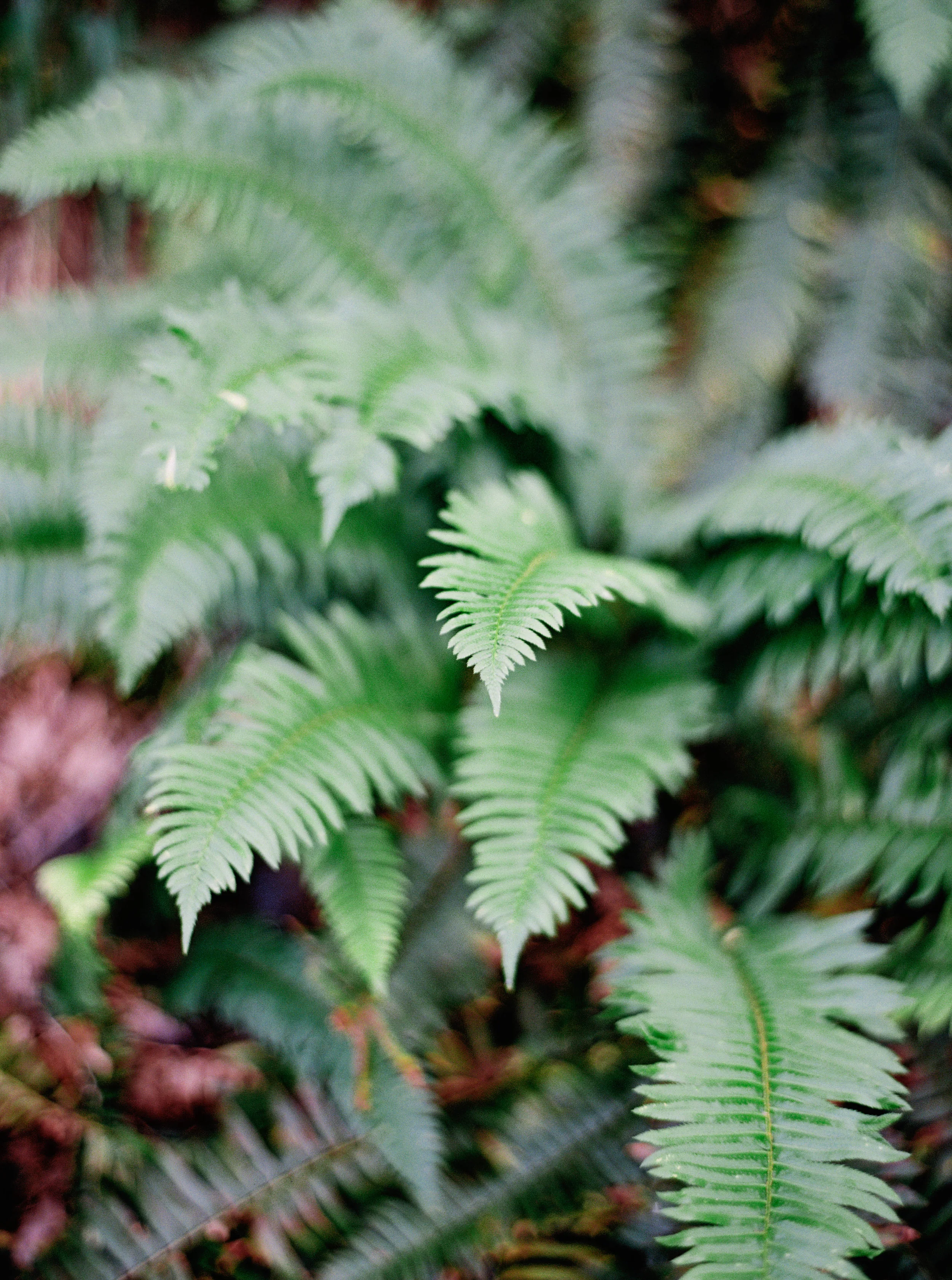 019OneontaGorge+Elopement+Photography+Videography+Oregon+OutliveCreative.jpg