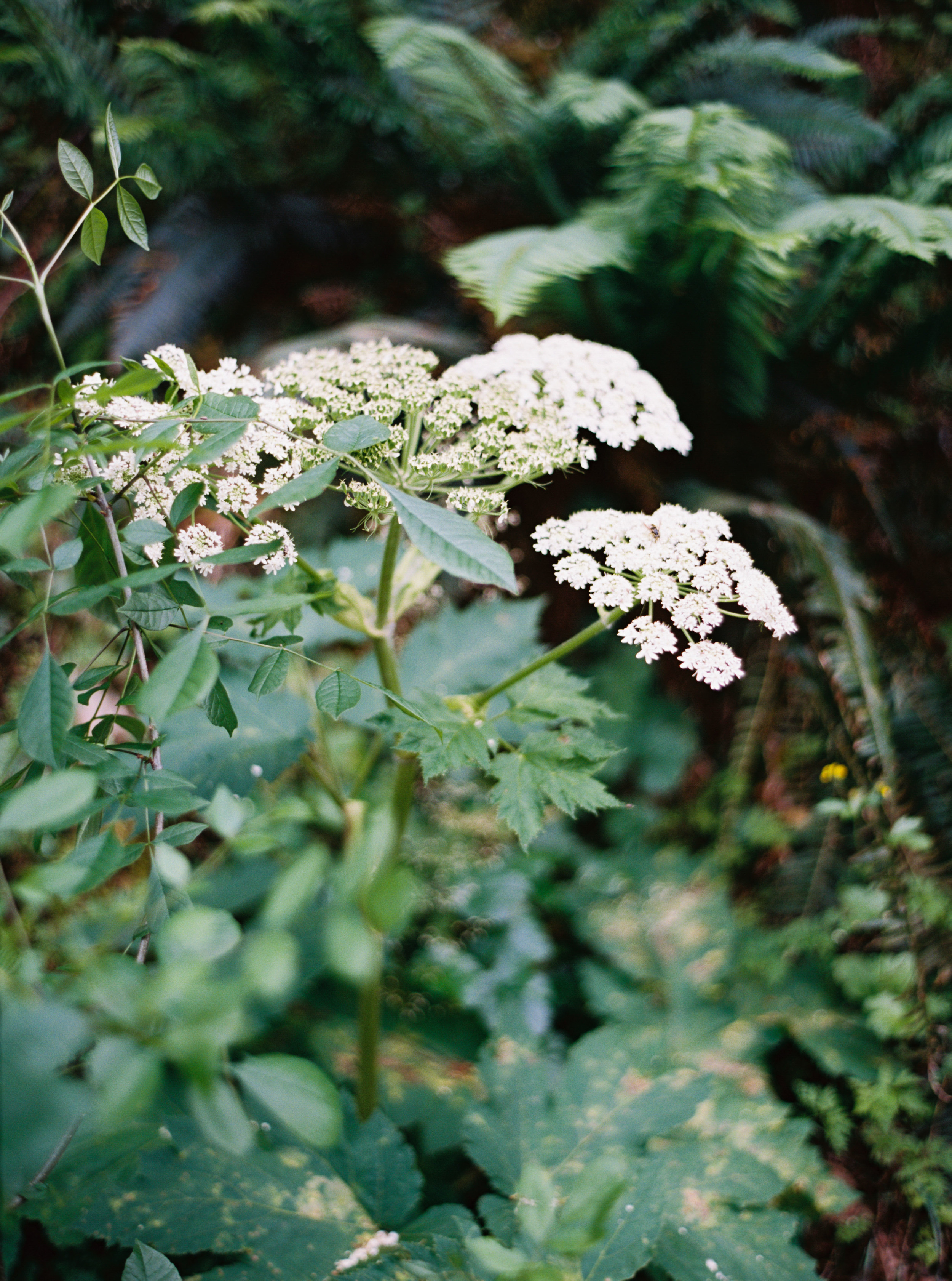 020OneontaGorge+Elopement+Photography+Videography+Oregon+OutliveCreative.jpg