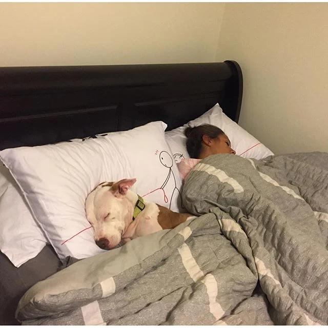 No really it's ok, I'll just go sleep on the couch..... #pitbull #georgia