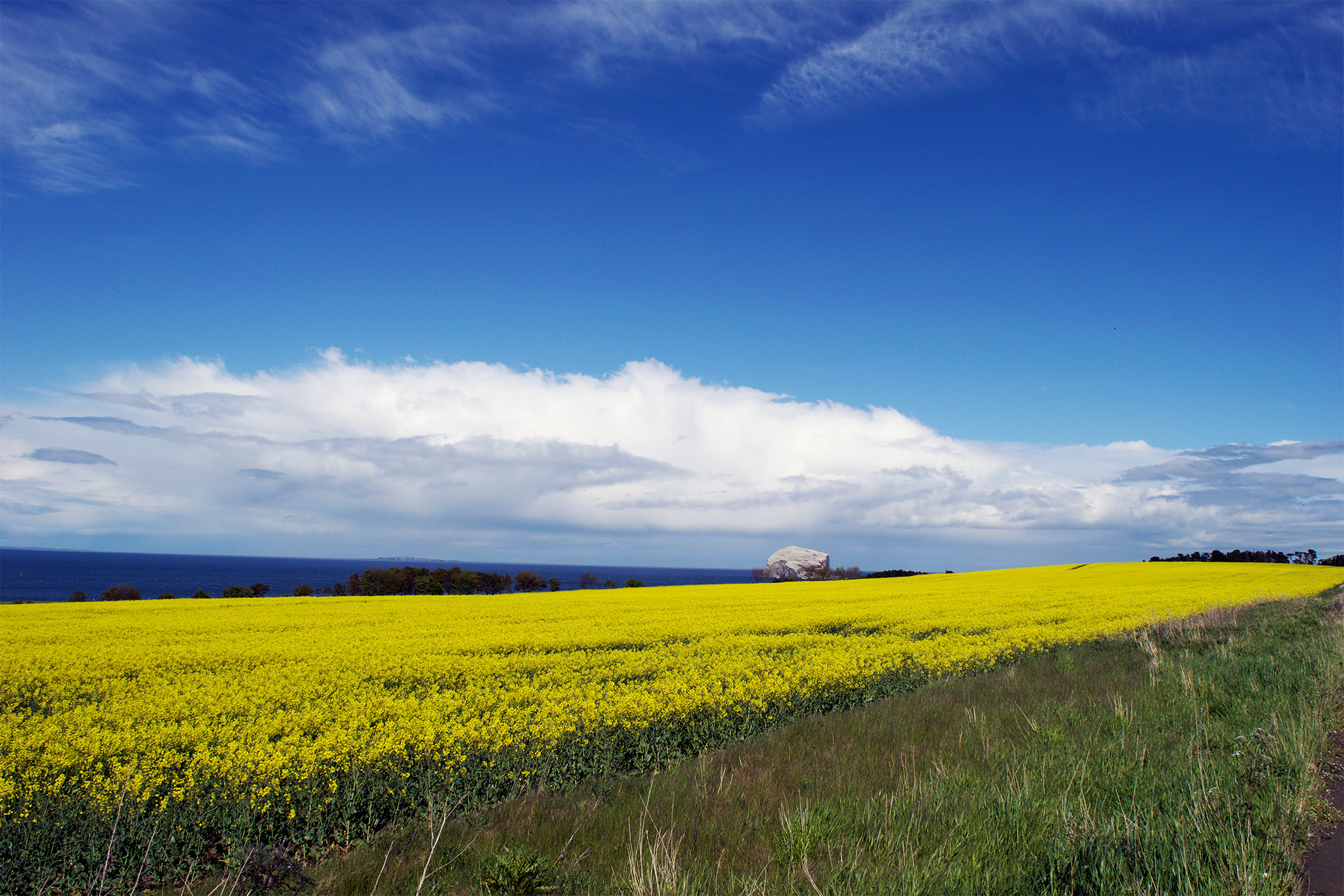 Rapeseed Field