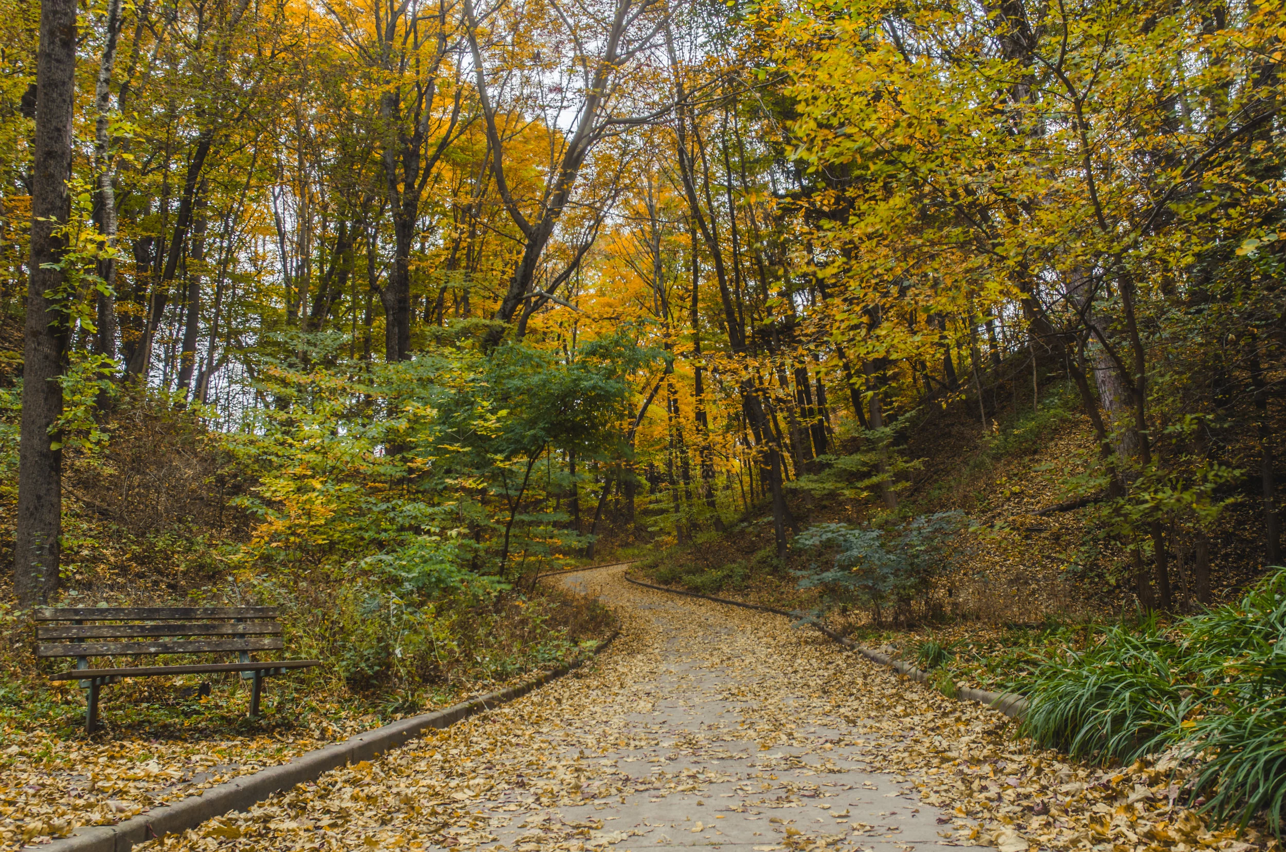 Pathways to fall.jpg