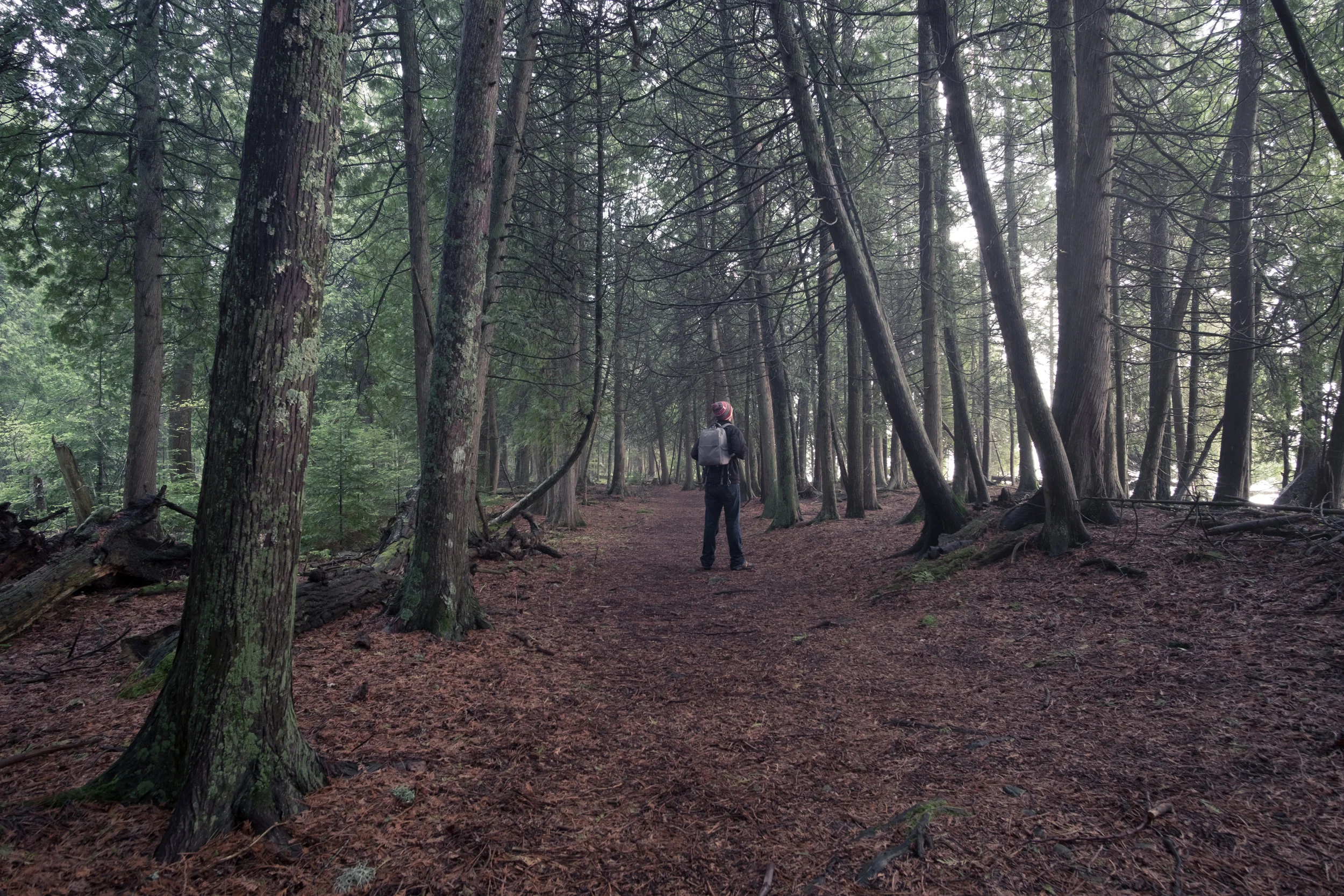 Alone in the woods.jpg