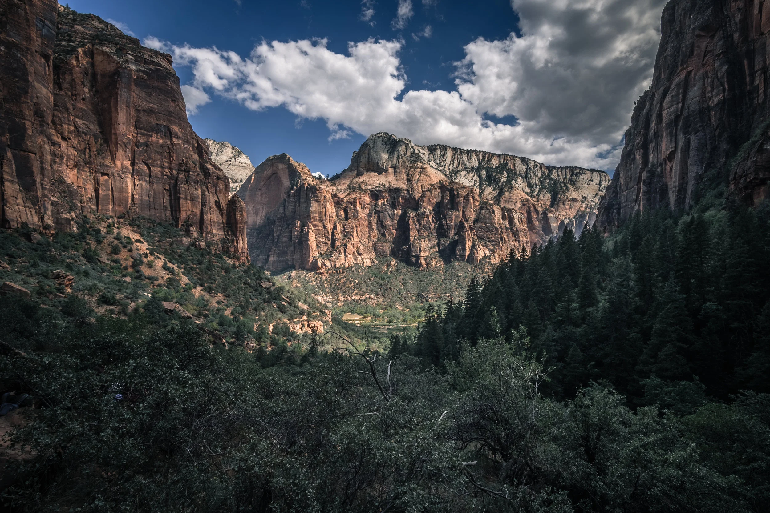 Amongst the Trees.jpg