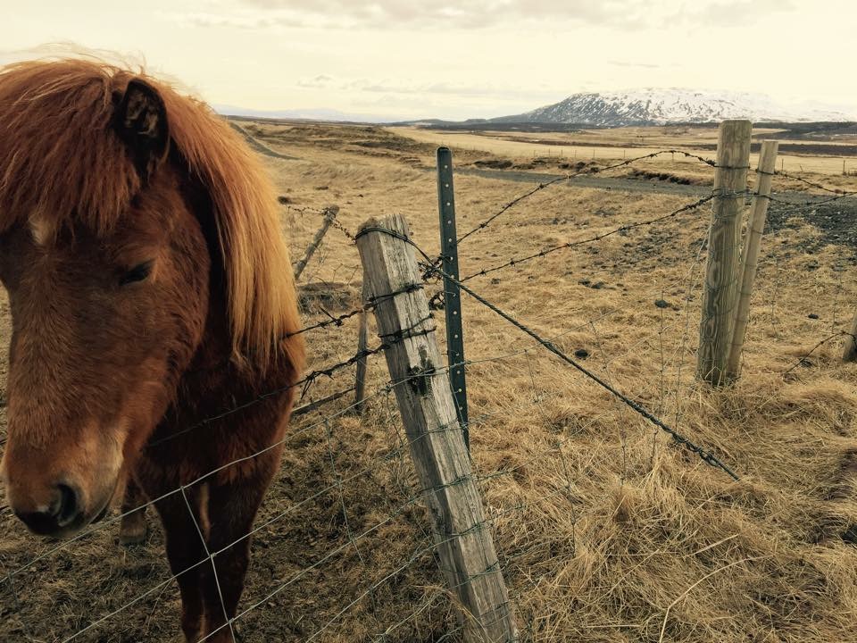 Wild Icelandic horses