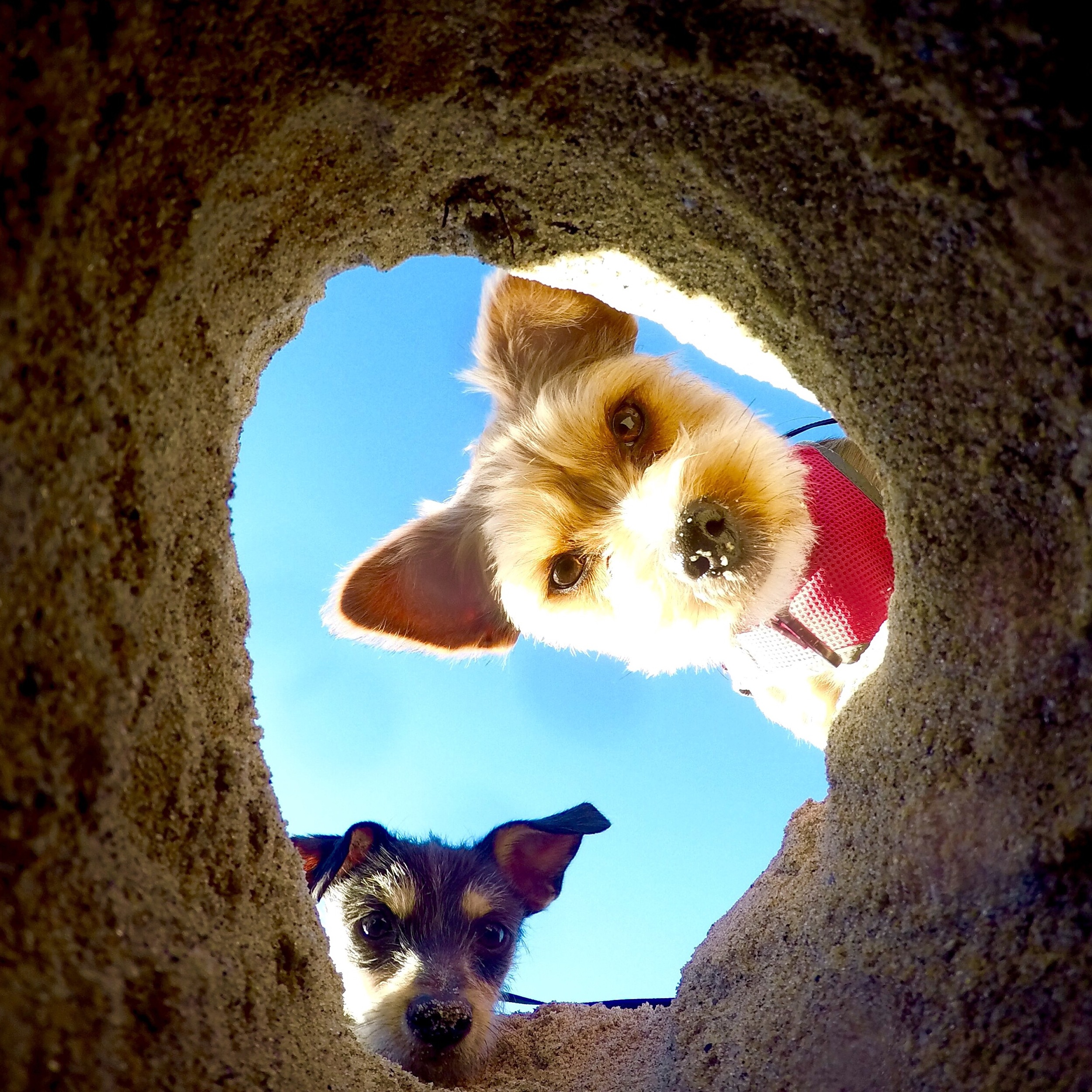 Pups.jpg