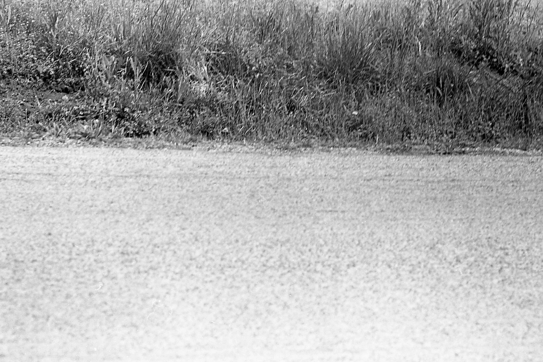 1978-Spring-49.jpg