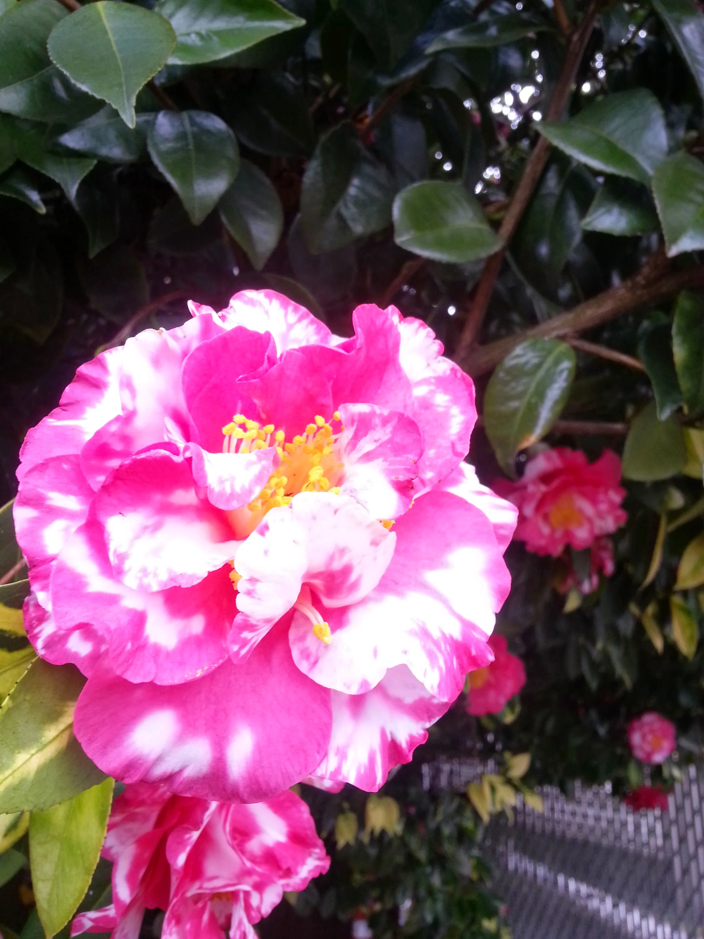 oregonflower.jpg