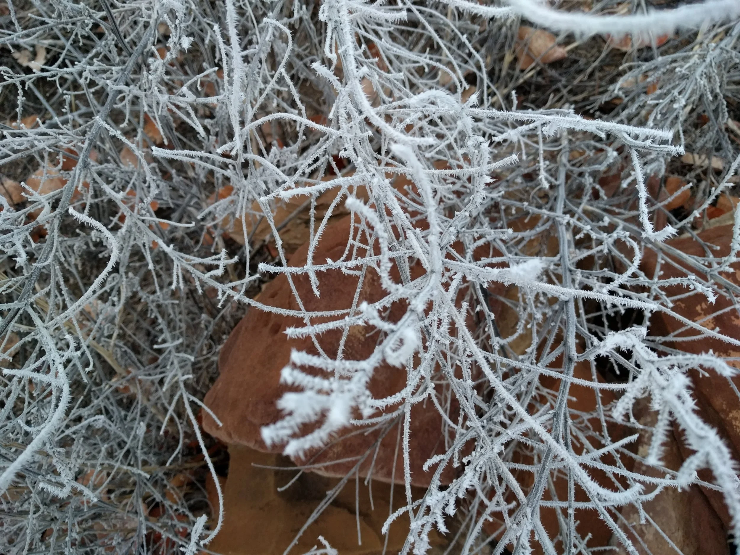 Bowie, Savages, and Feelings