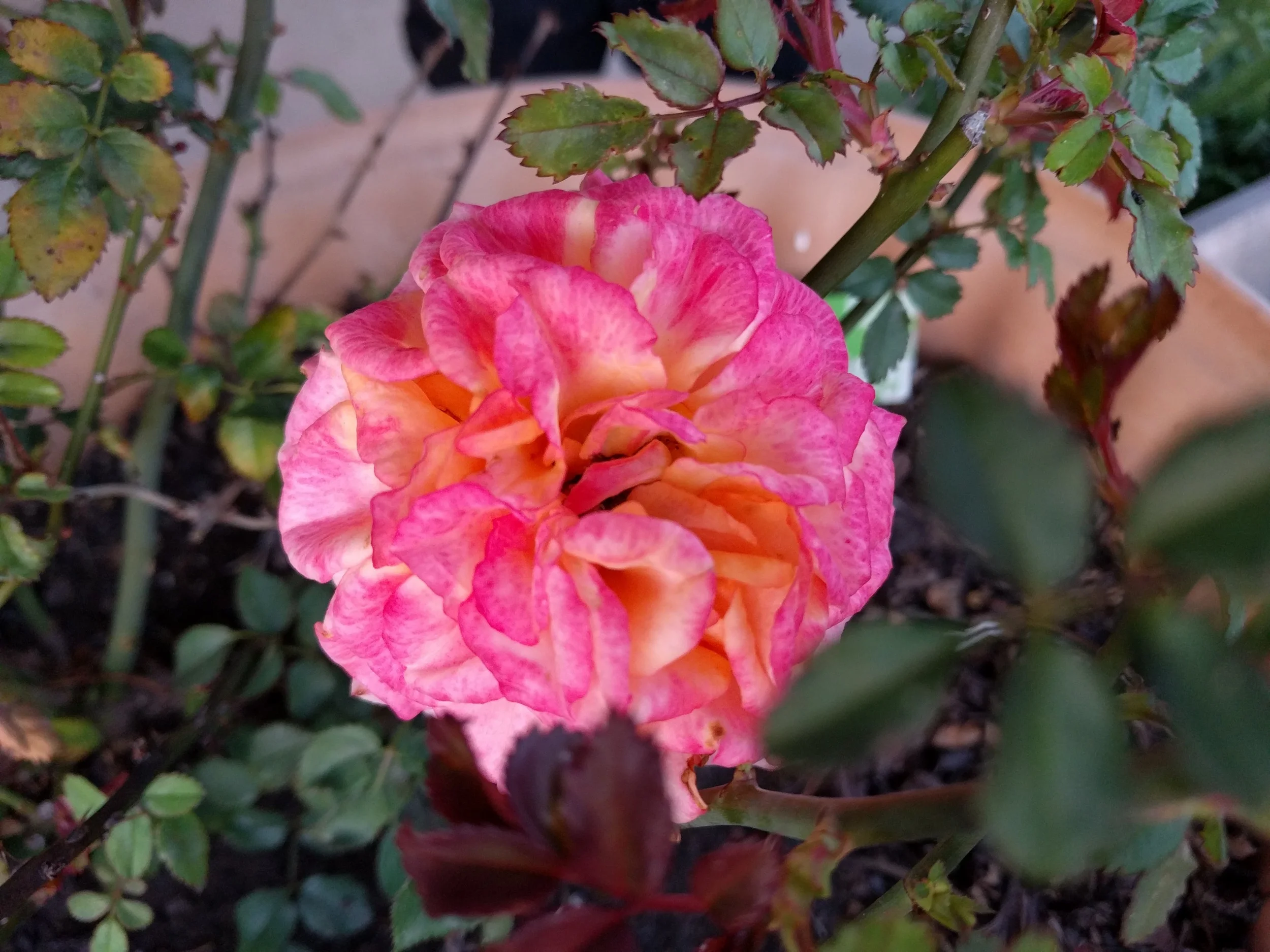 Learning From Sorrow: The Passing of Grandma