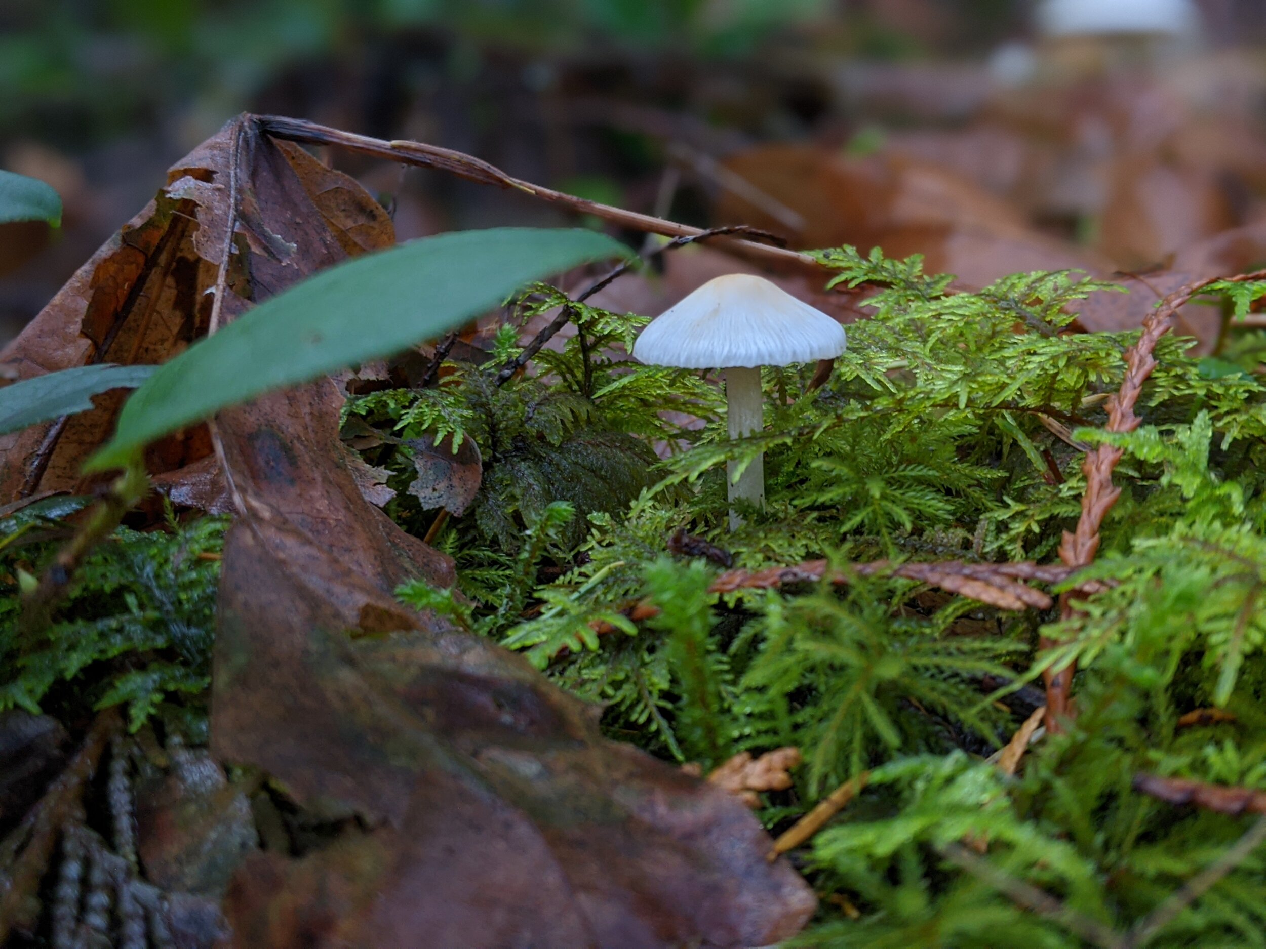 Hope, Try, and Trust