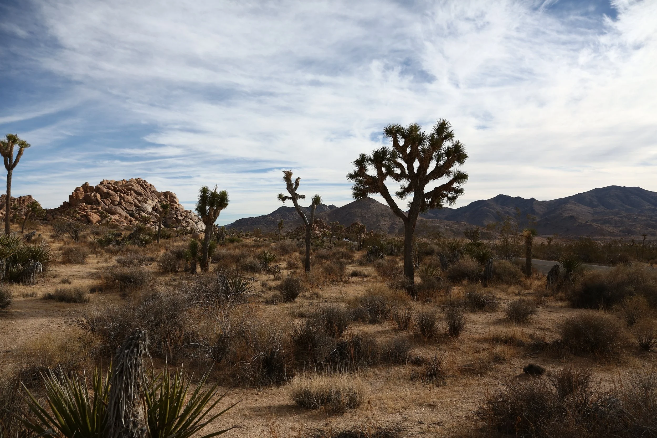 Joshua Tree