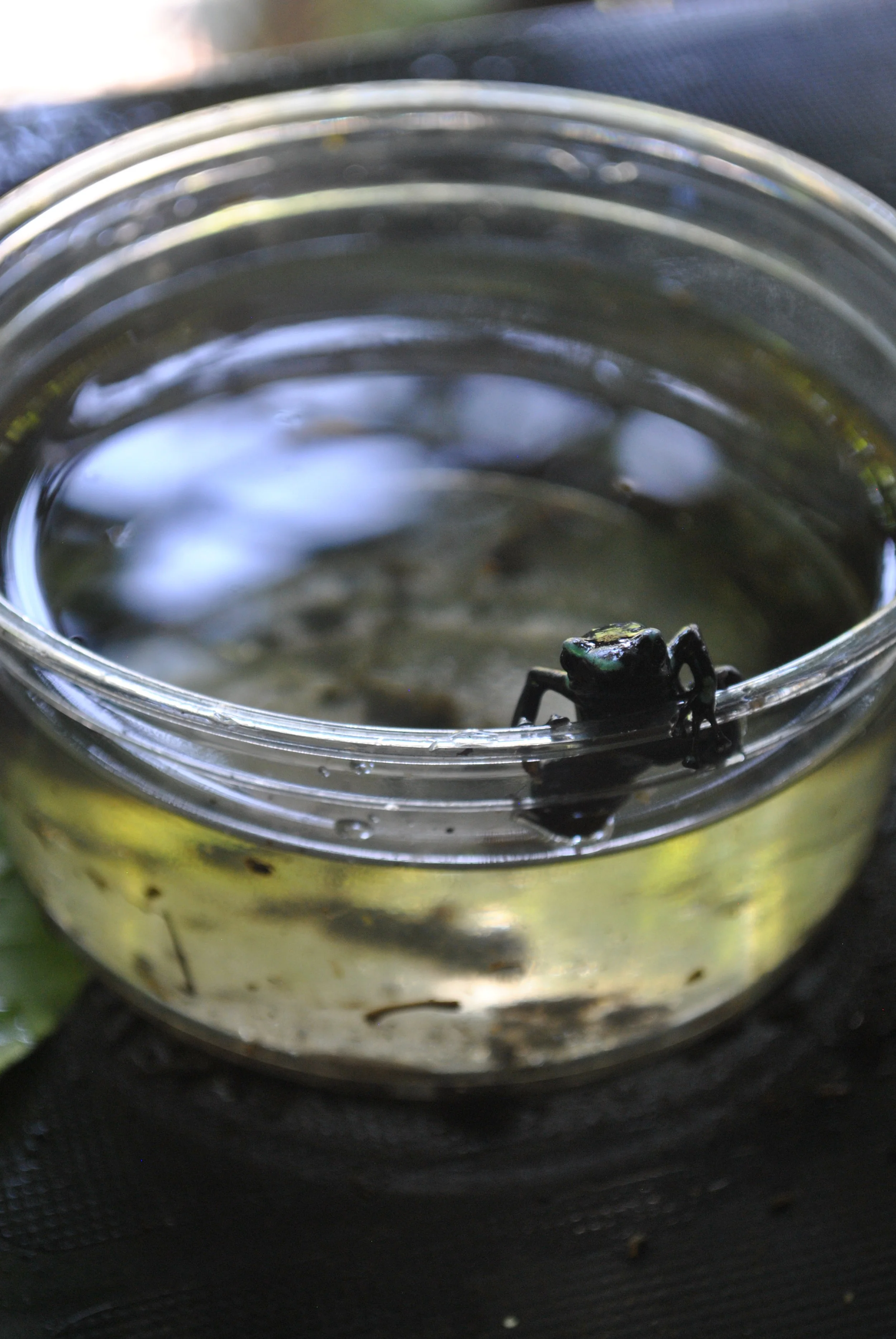poison dart frog.jpg