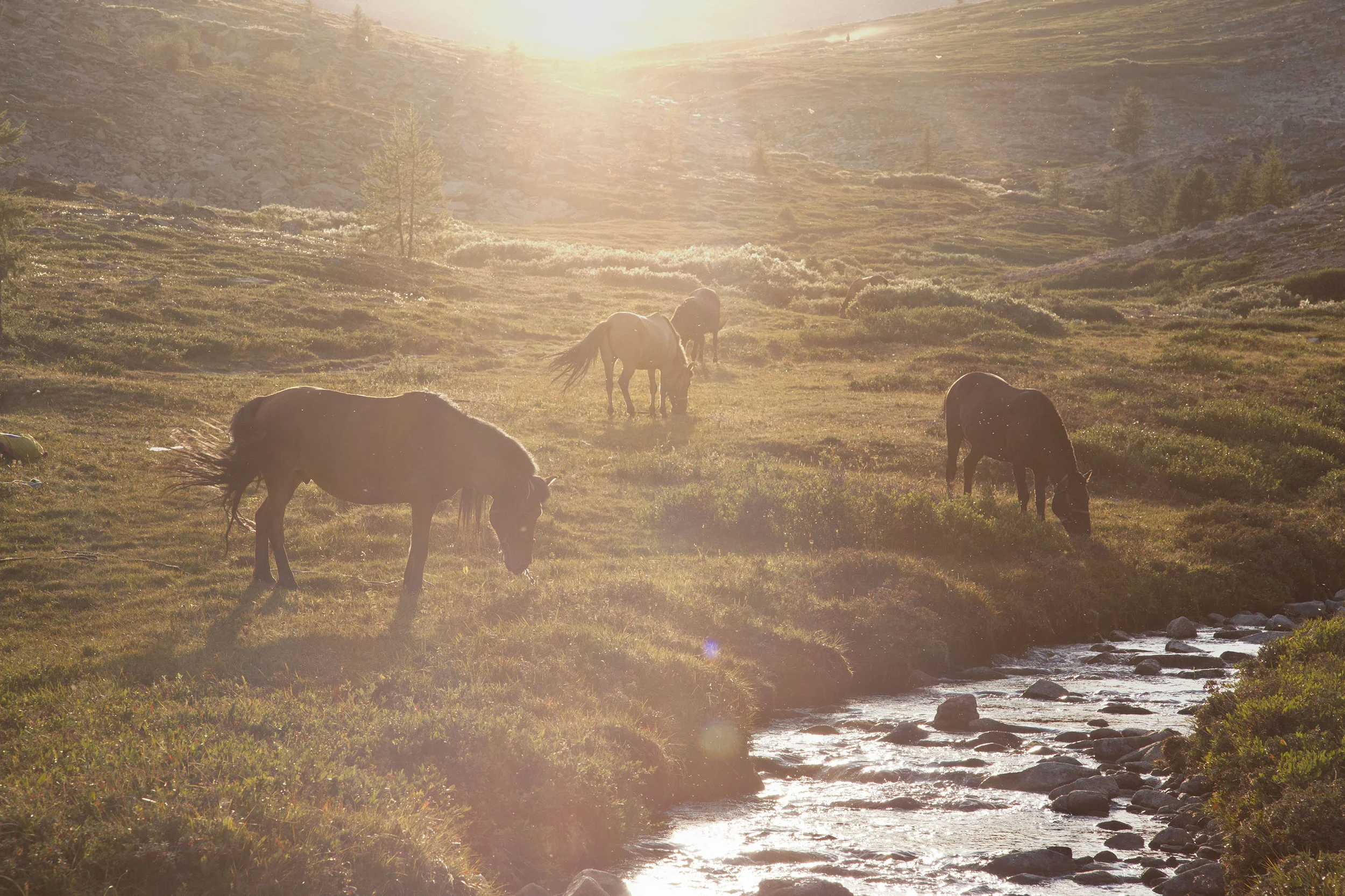 JennieRoss_mongolia(49 of 110).jpg