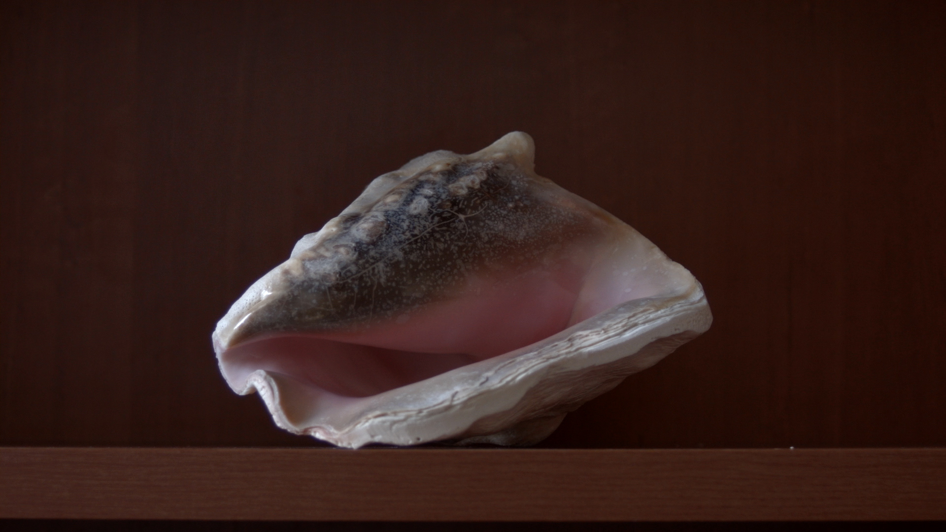 THE CONCH (dir. Joey Phillipson)