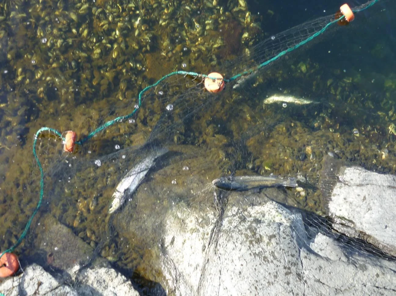Det var 5 sjøørret og 2 sild i garnet når det ble dratt opp. Alle sjøørret var under minstemålet, mellom 30 og 35 cm. 2 av sjøørretene levde og ble satt tilbake.